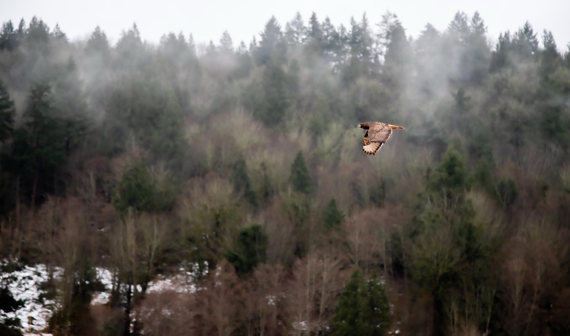 Red-tailed Hawk