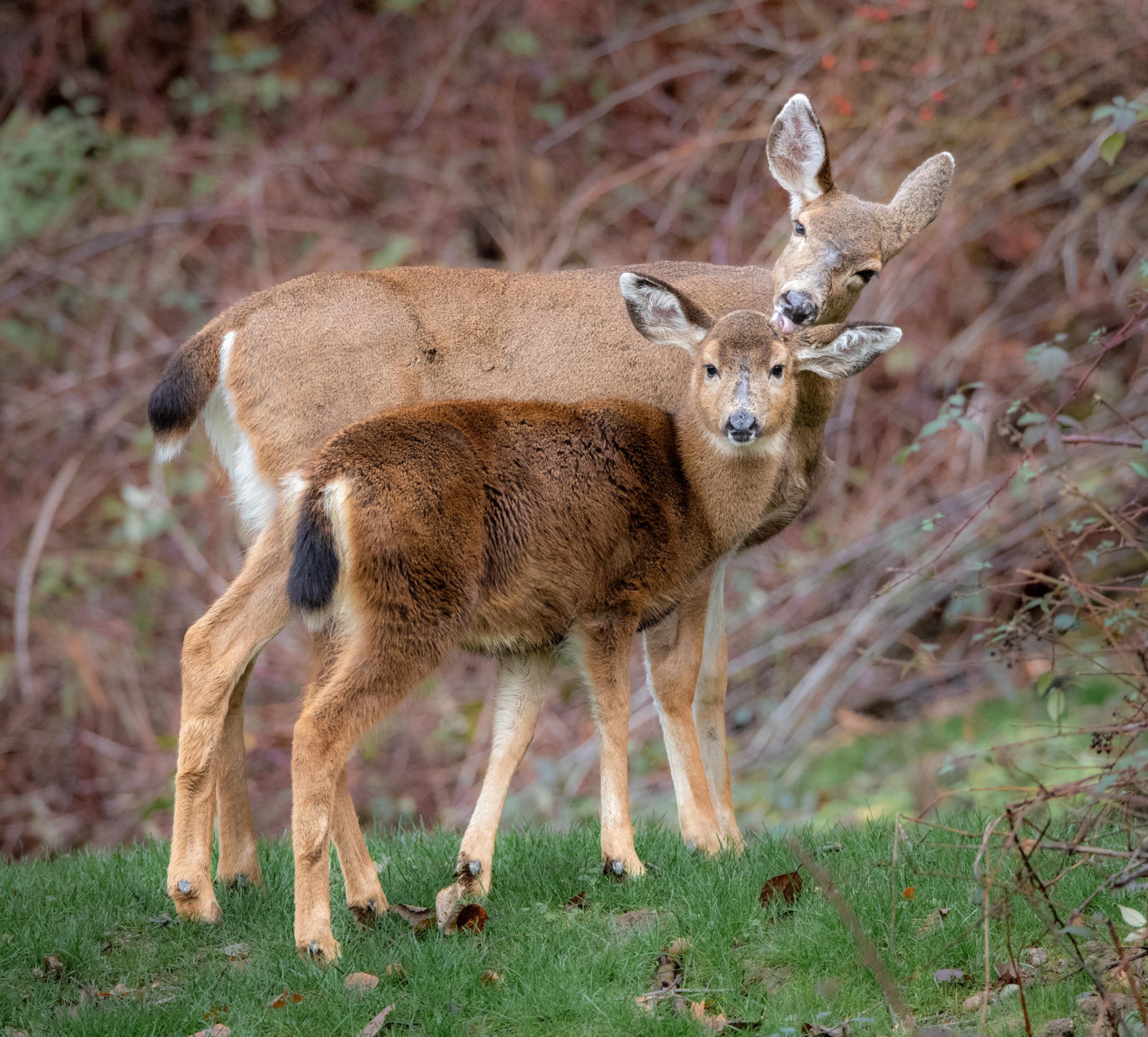 Mule Deer