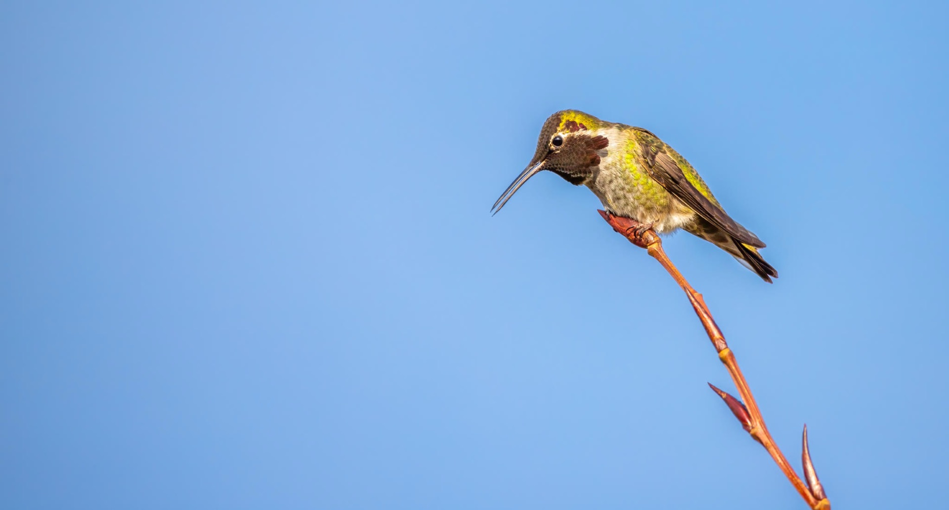 Anna's Hummingbird