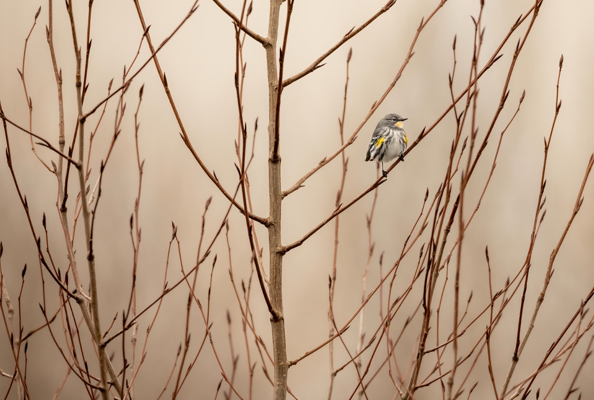 Yellow-rumped Warbler
