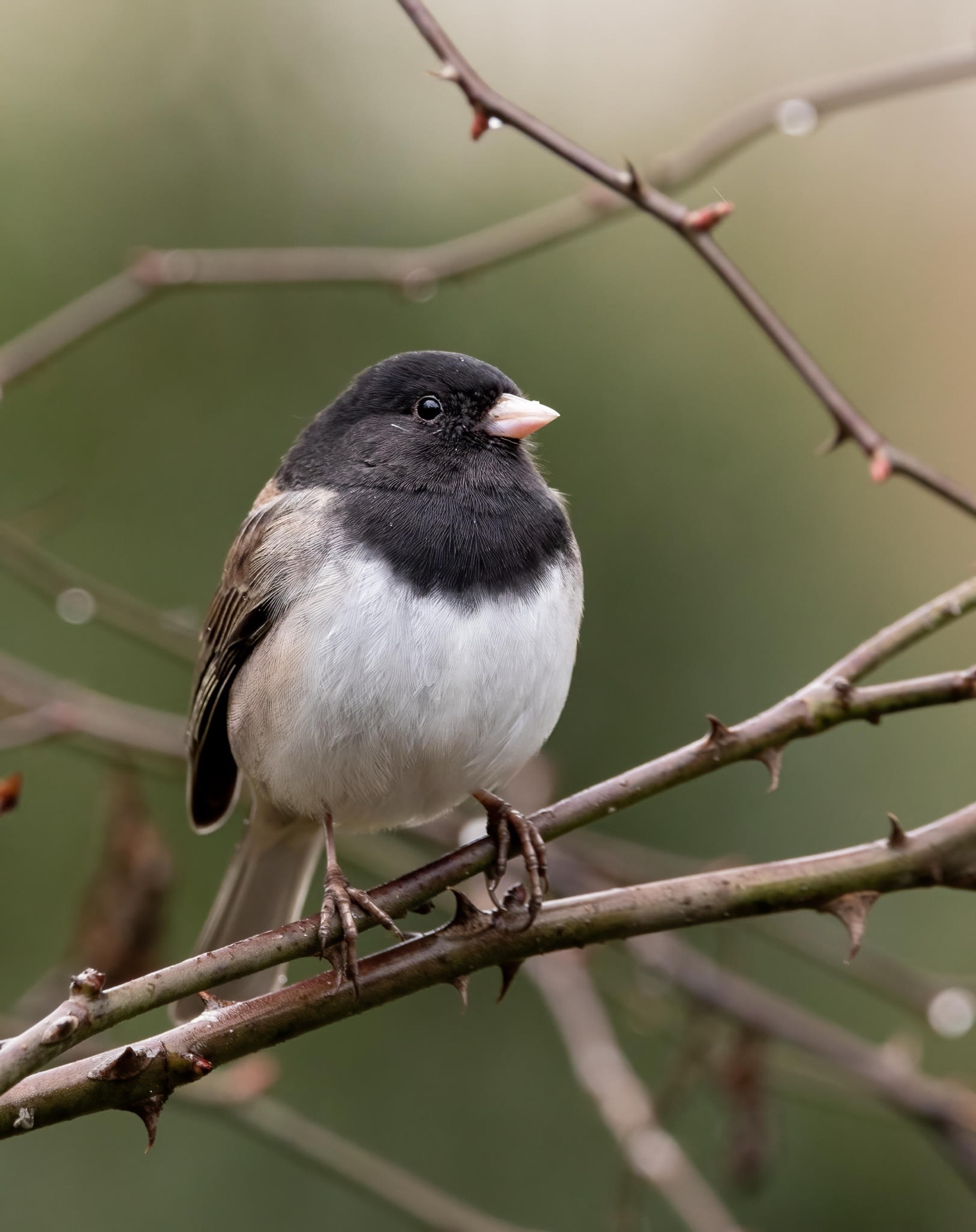 Dark-eyed Junco