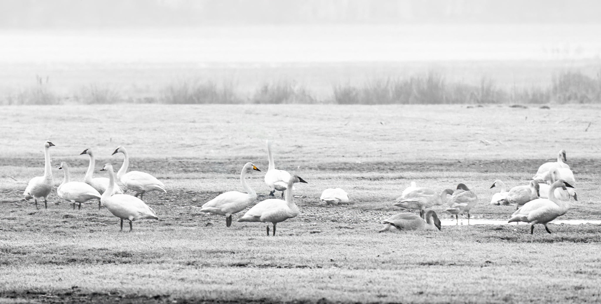Whooper Swan
