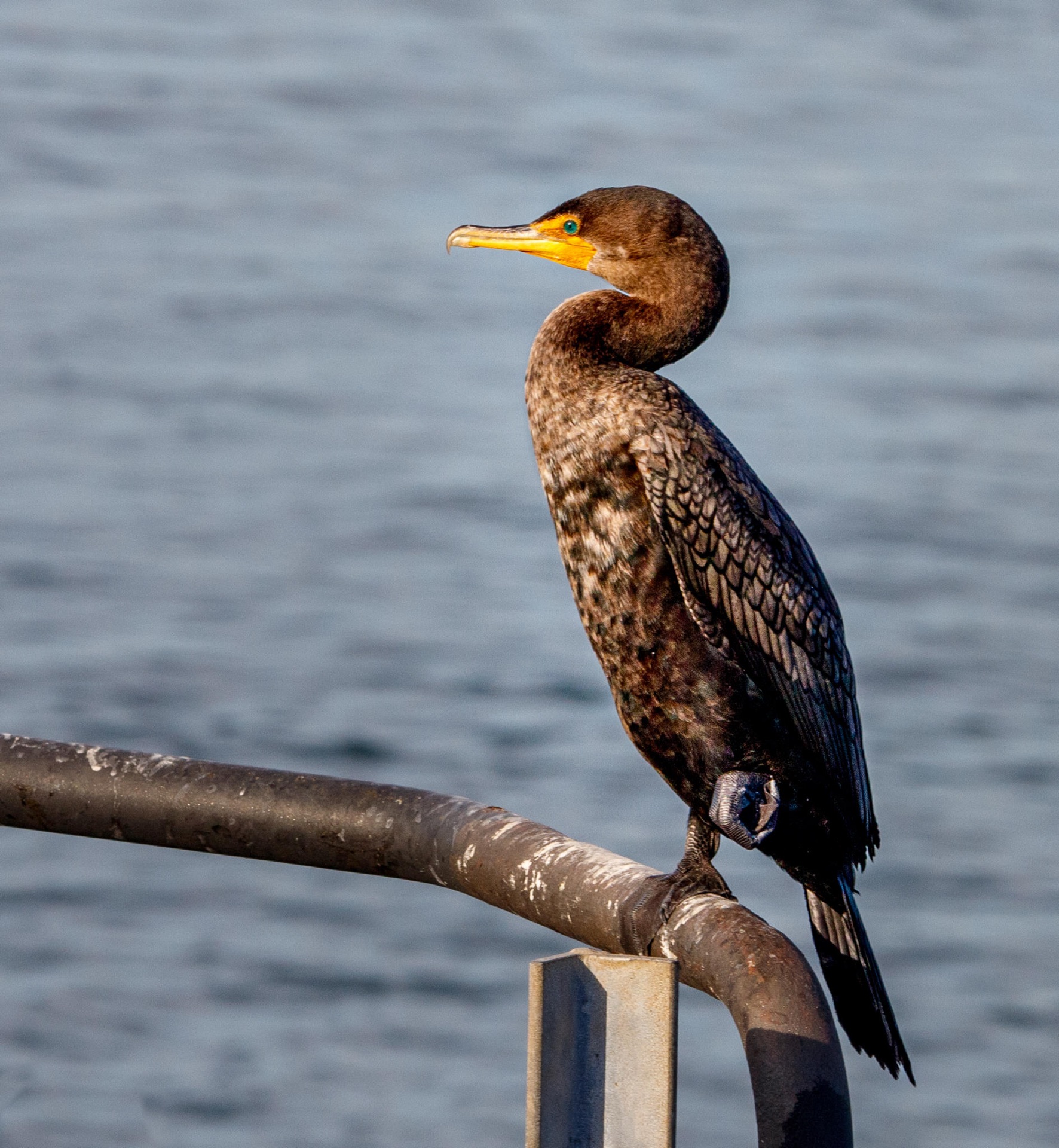 Double-crested Cormorant