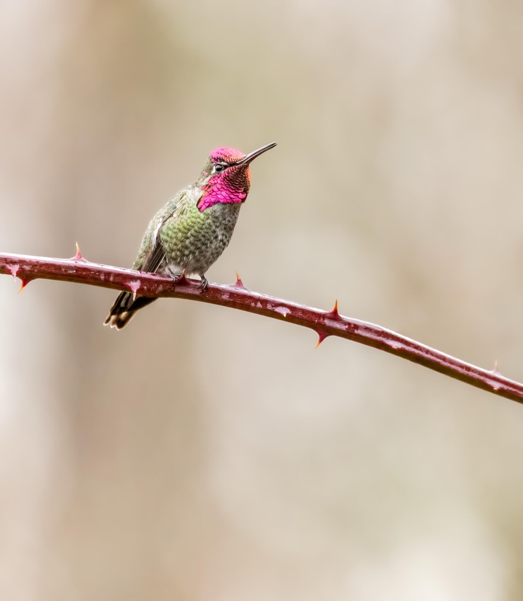 Anna's Hummingbird