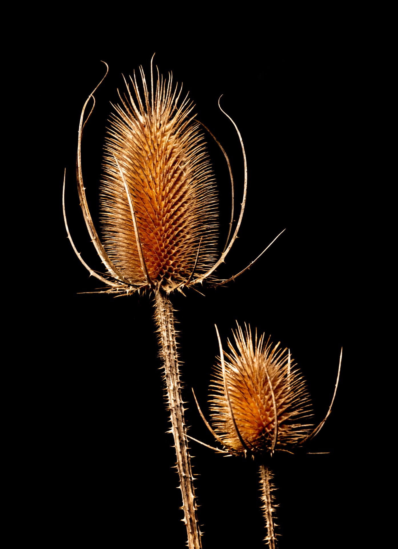 Teasel