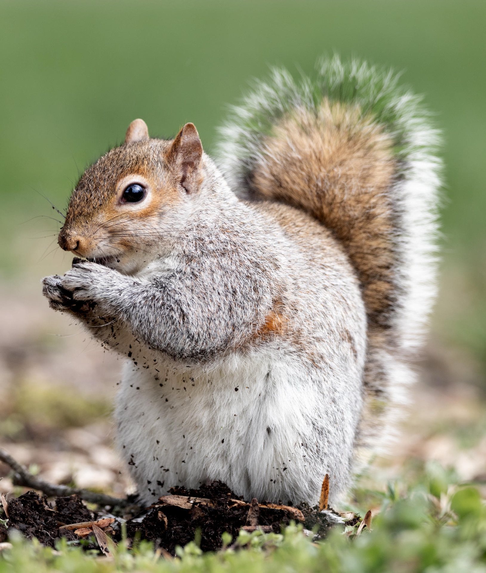 Eastern Grey Squirrel