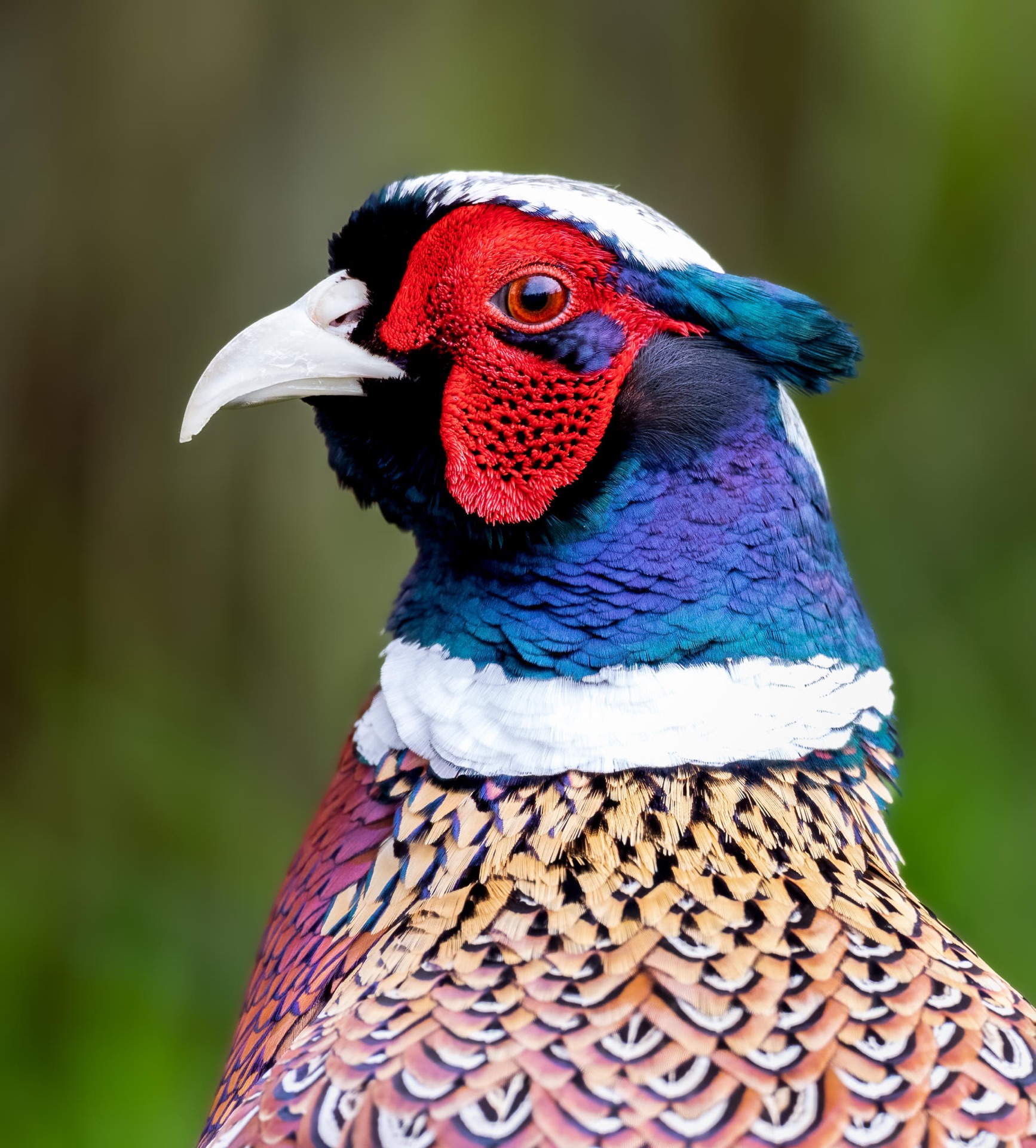 Ring-necked Pheasant