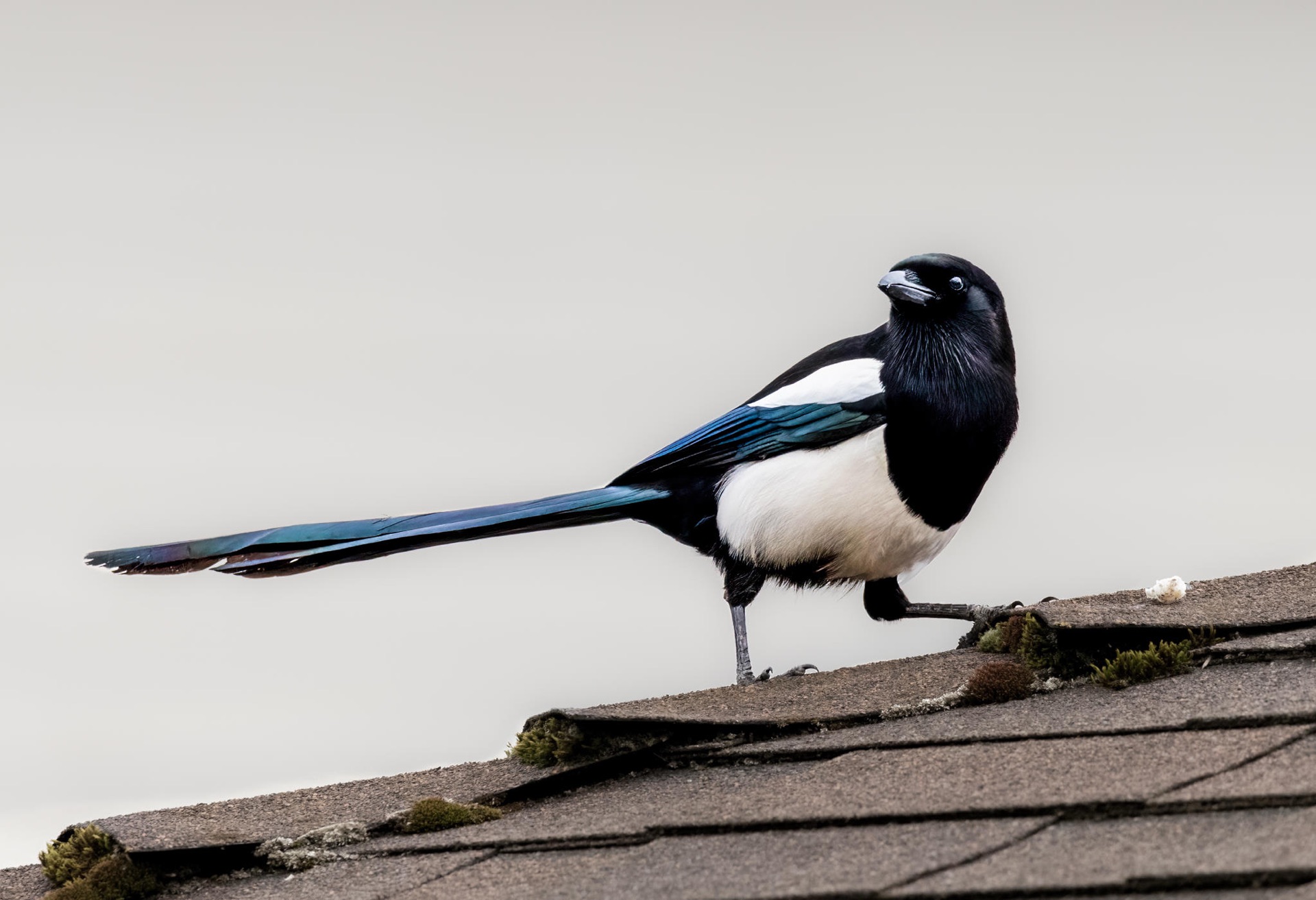 Black-billed Magpie
