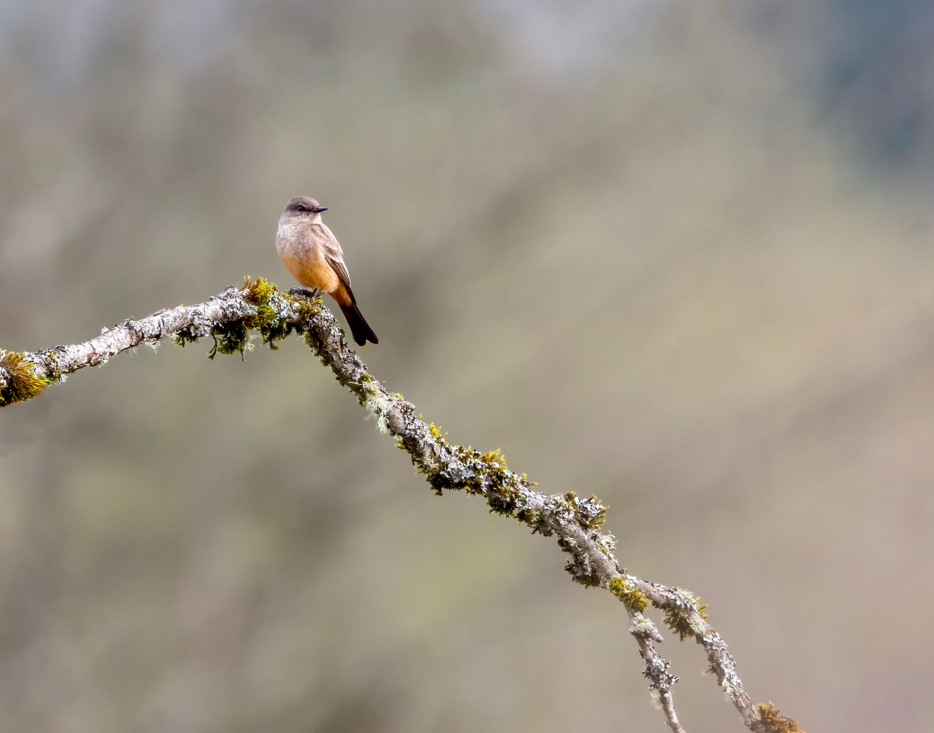 Say's Phoebe