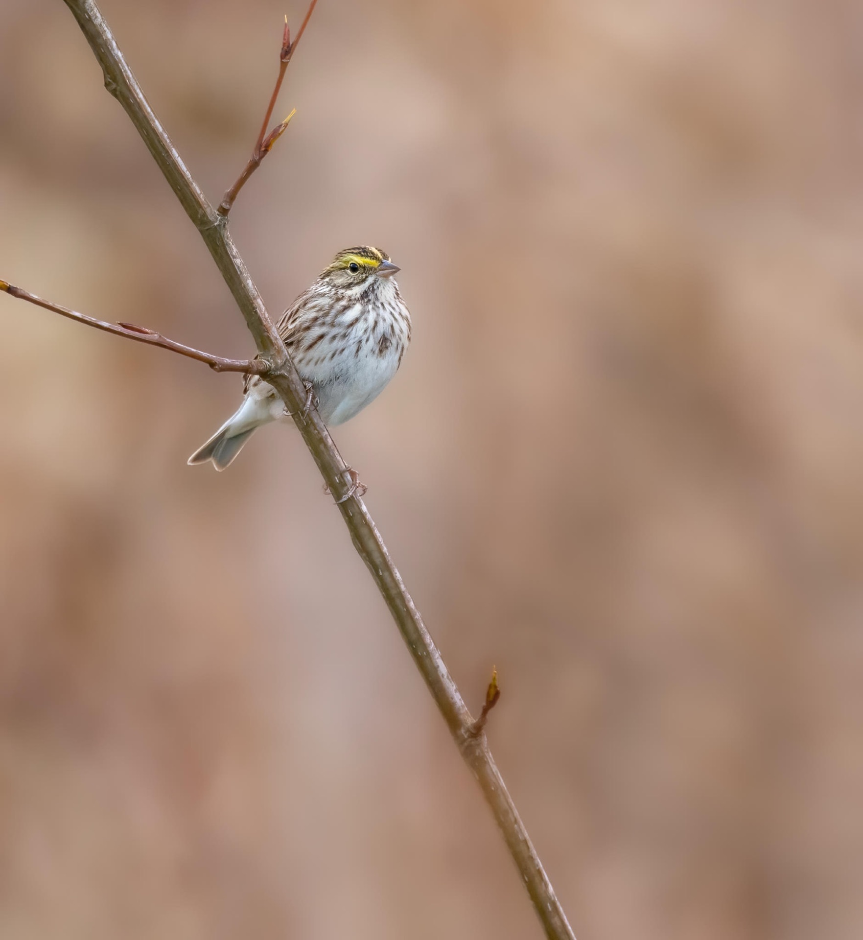 Savannah Sparrow