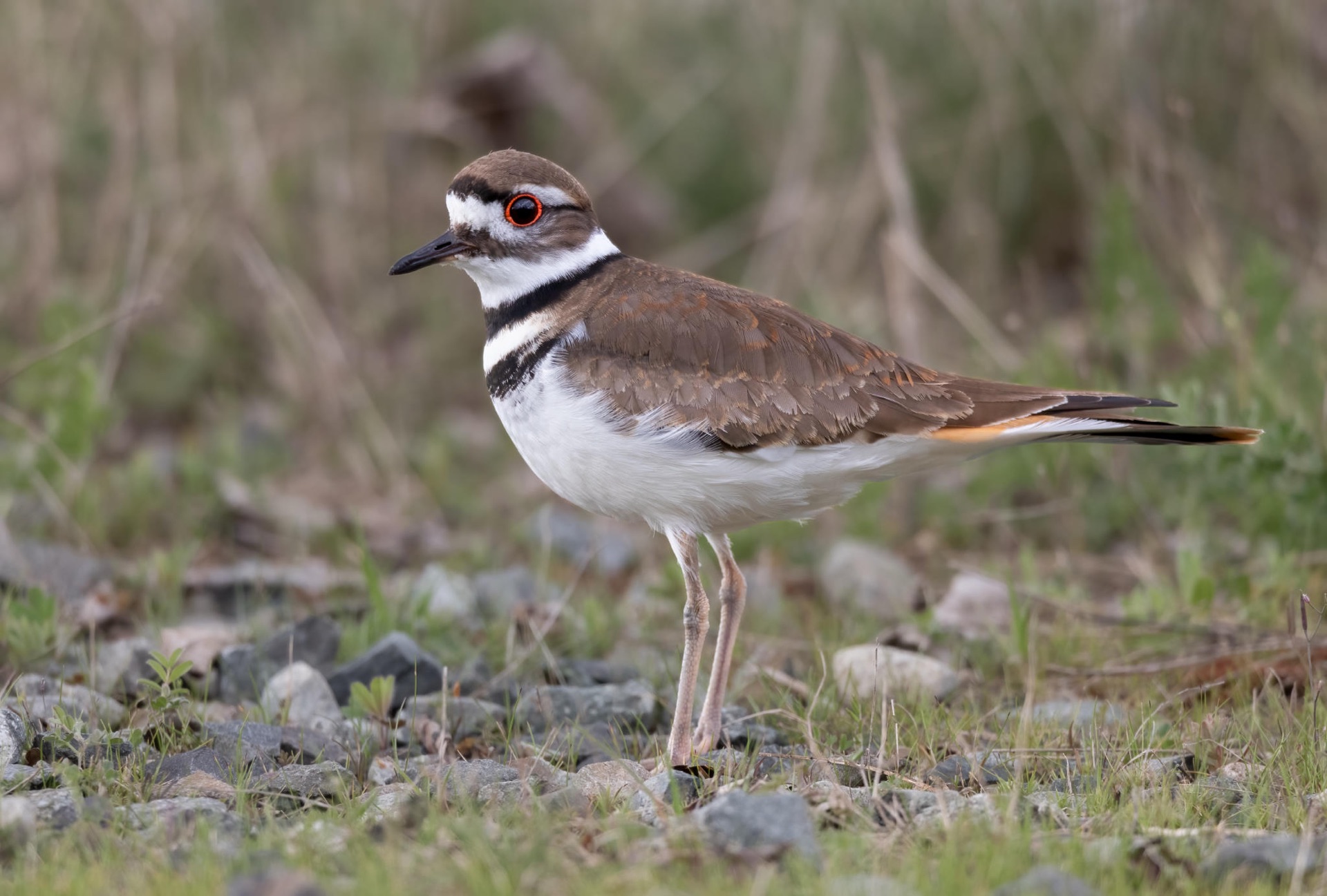 Killdeer