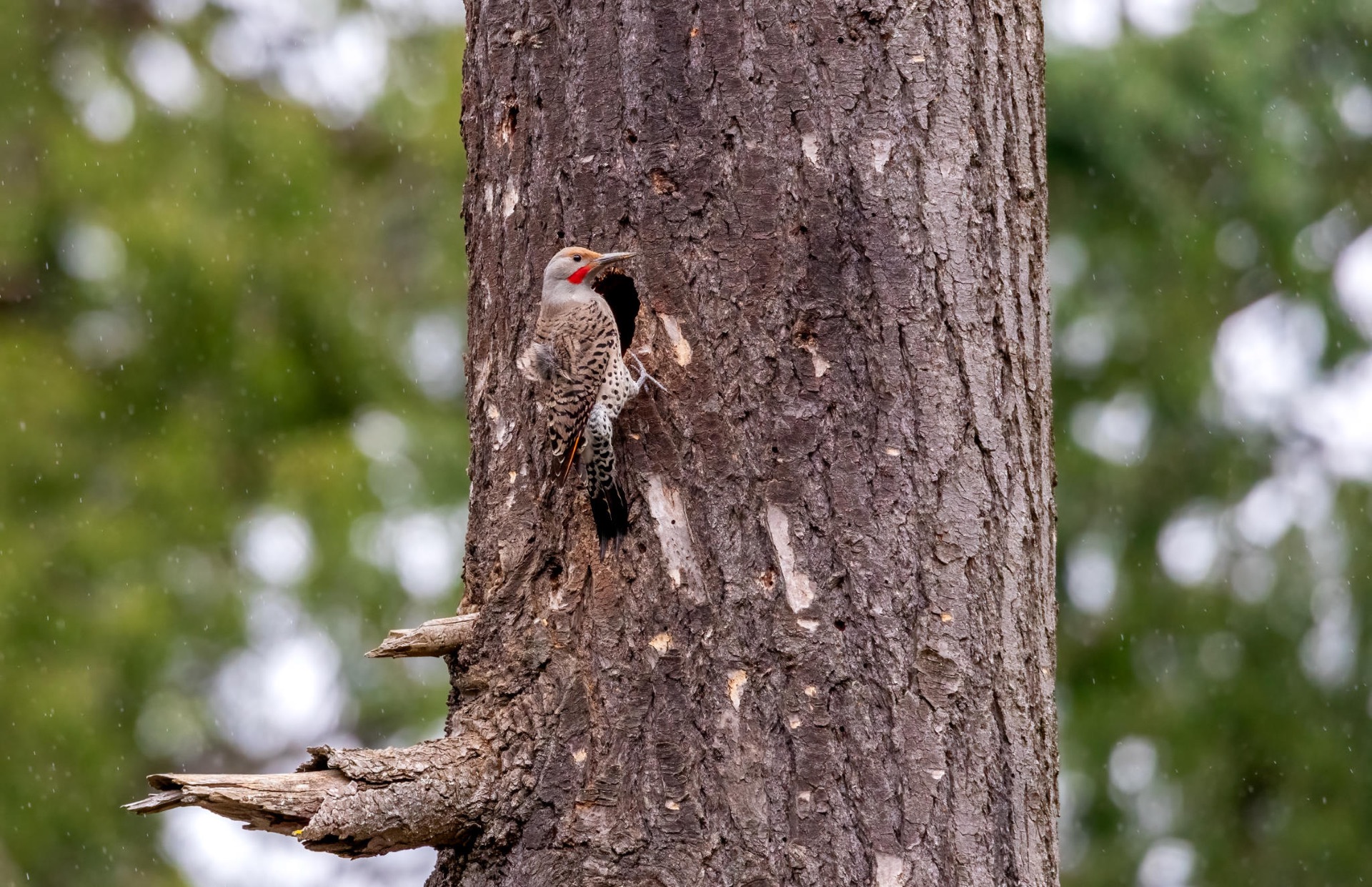 Northern Flicker