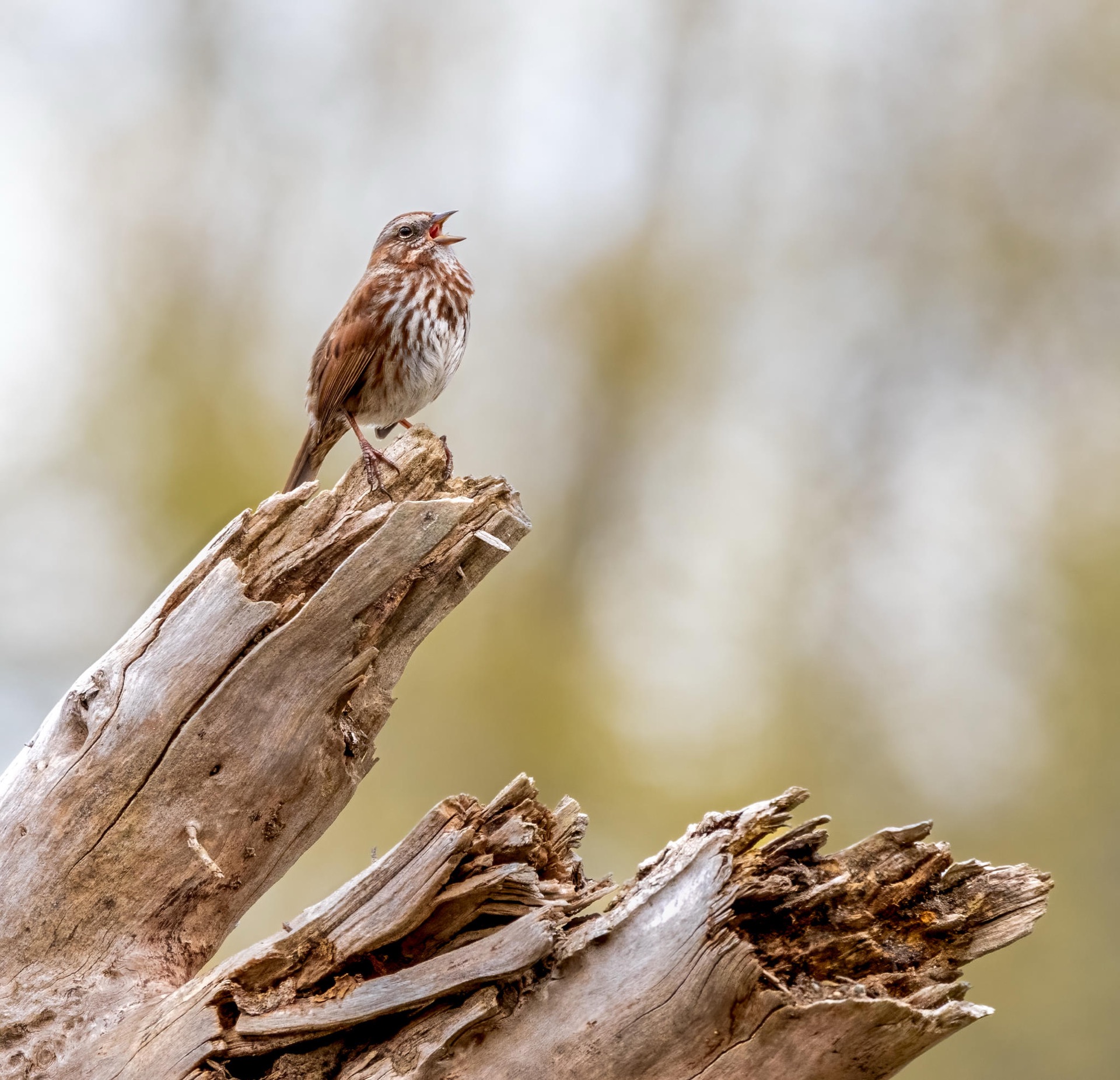 Song Sparrow