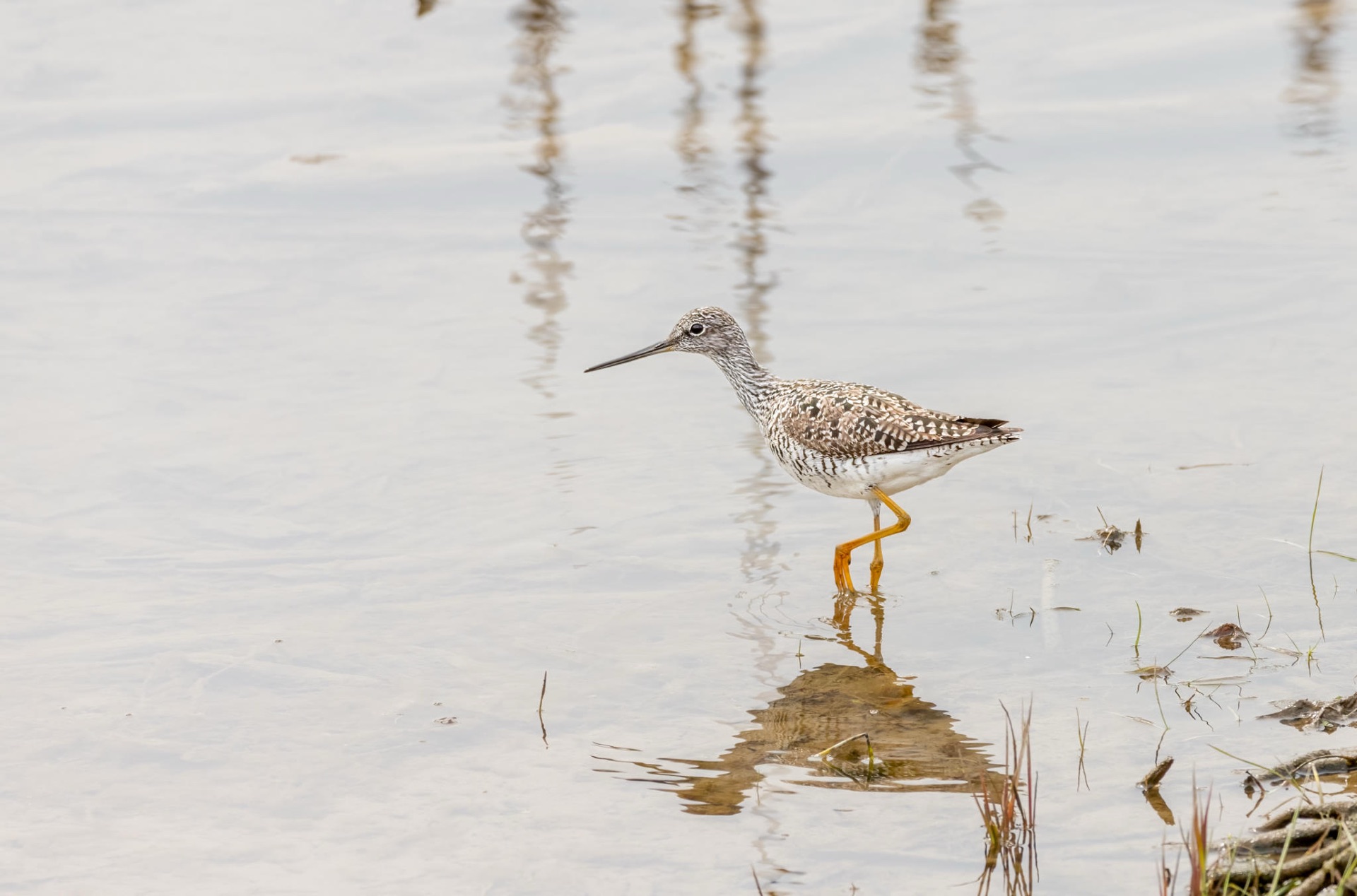 Greater Yellowlegs