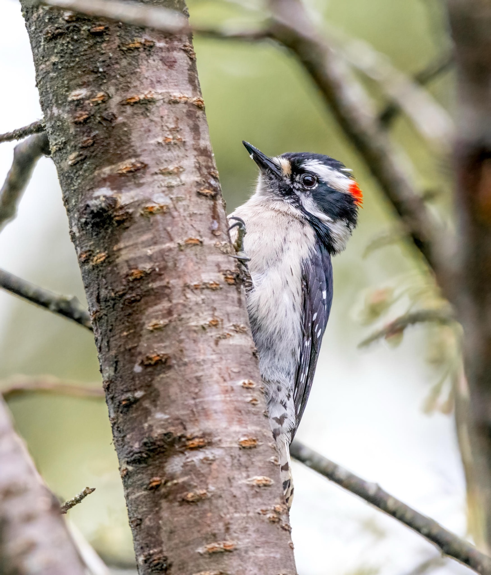 Downy Woodpecker