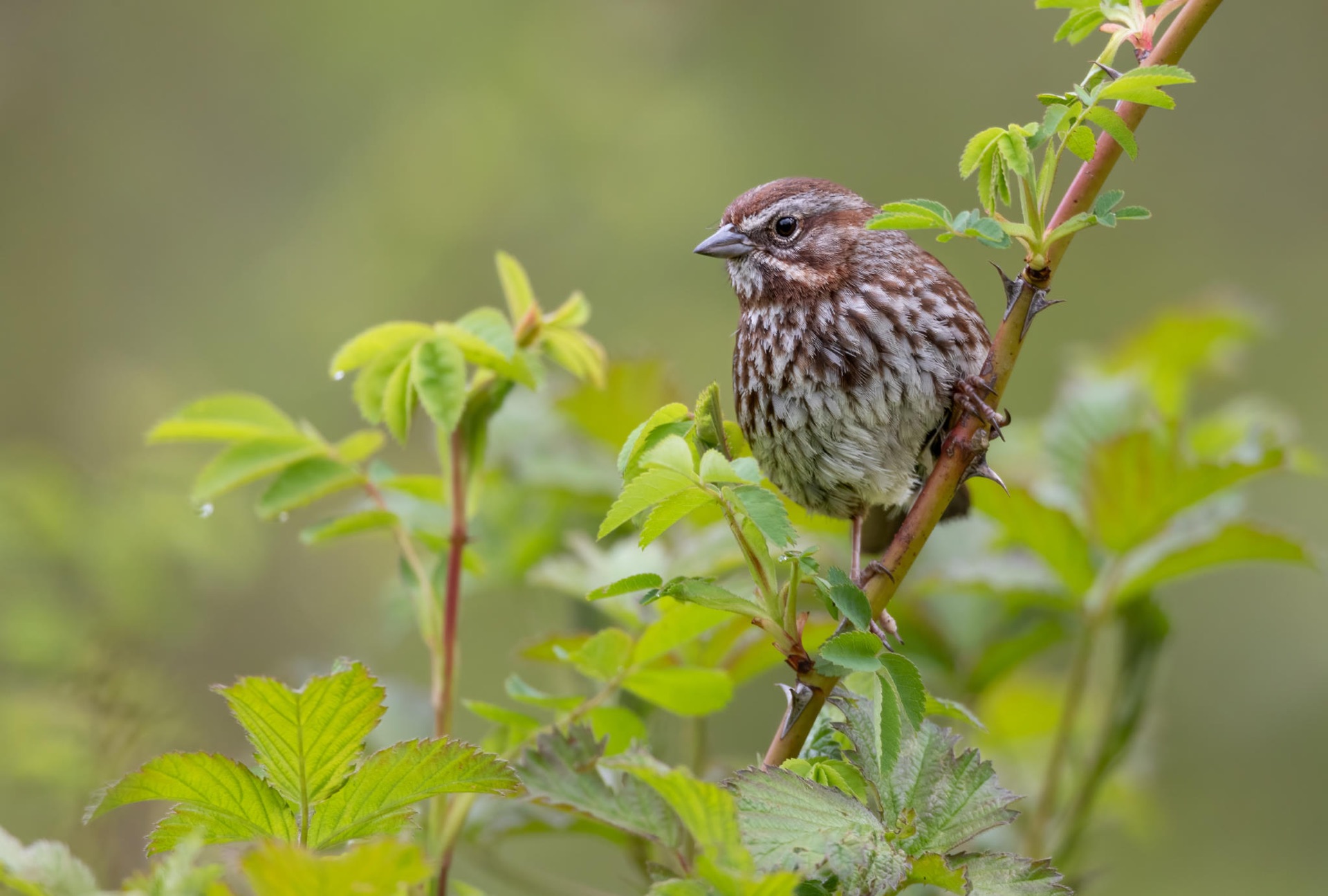 Song Sparrow