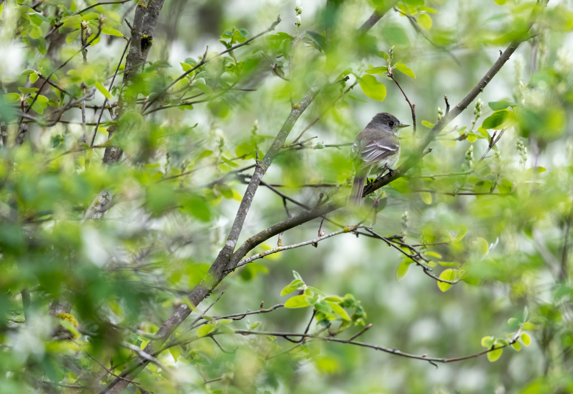 Dusky Flycatcher