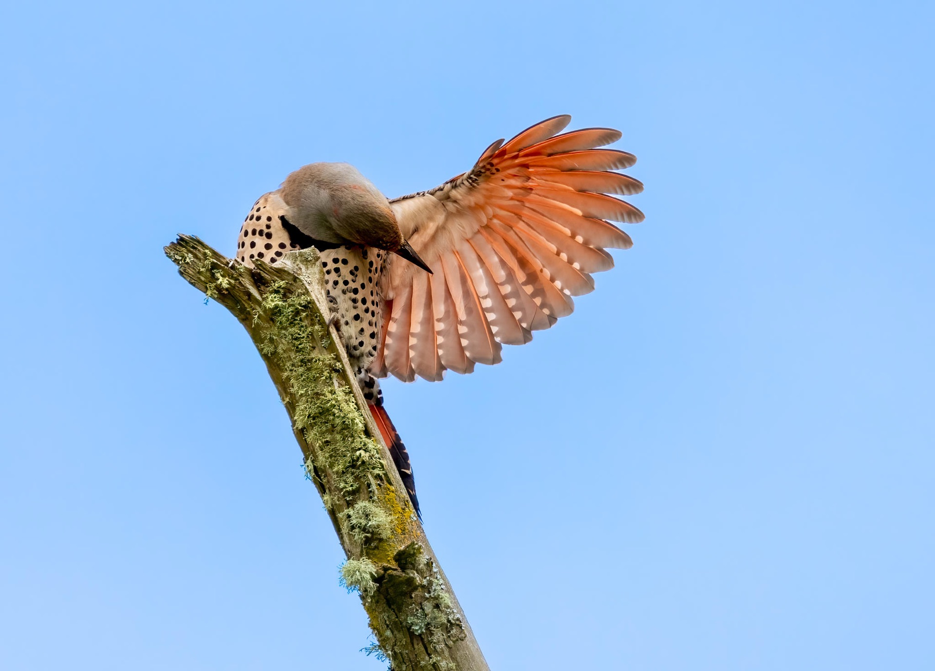Northern Flicker