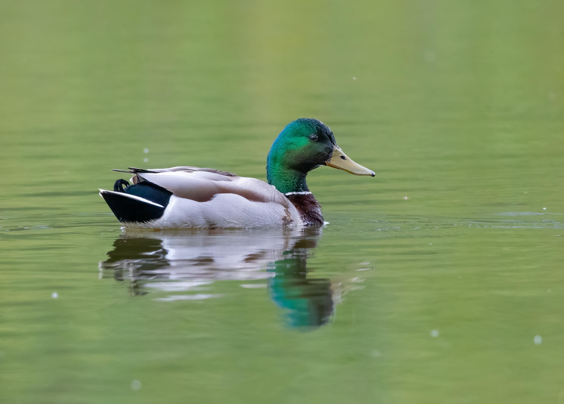 Mallard