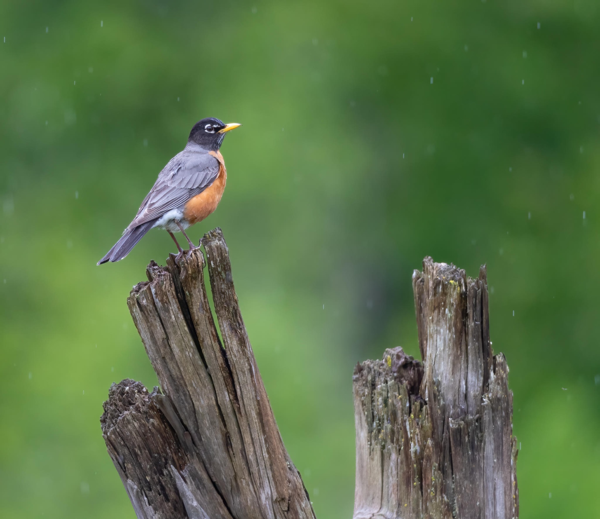American Robin