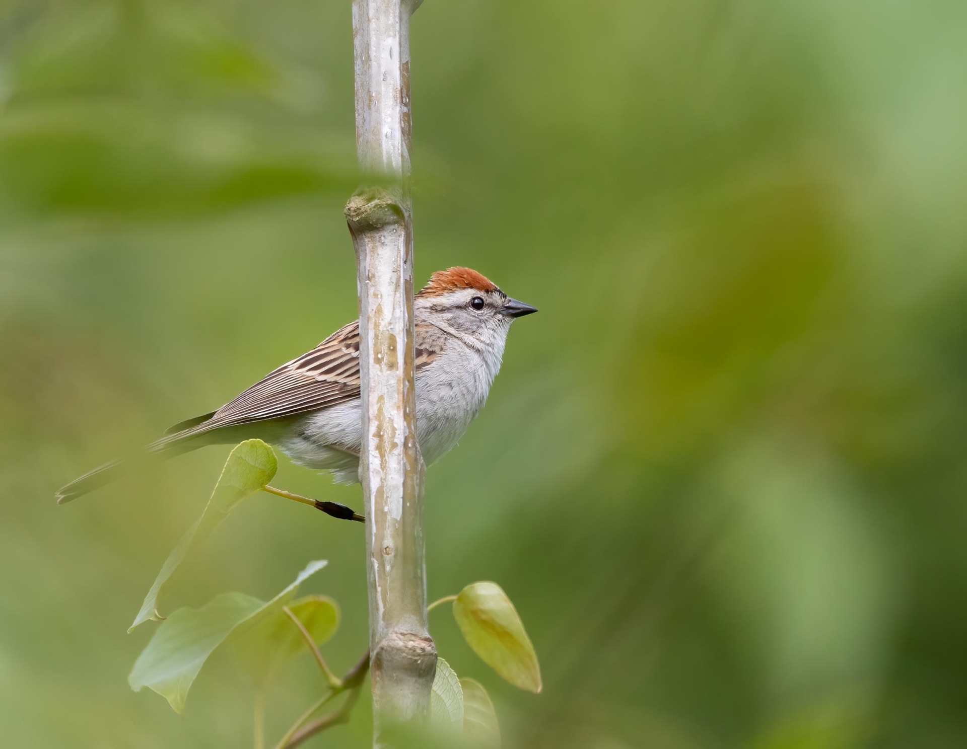 Chipping Sparrow