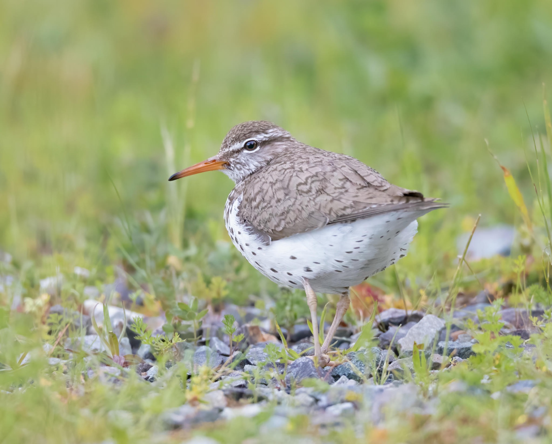 Spotted Sandpiper