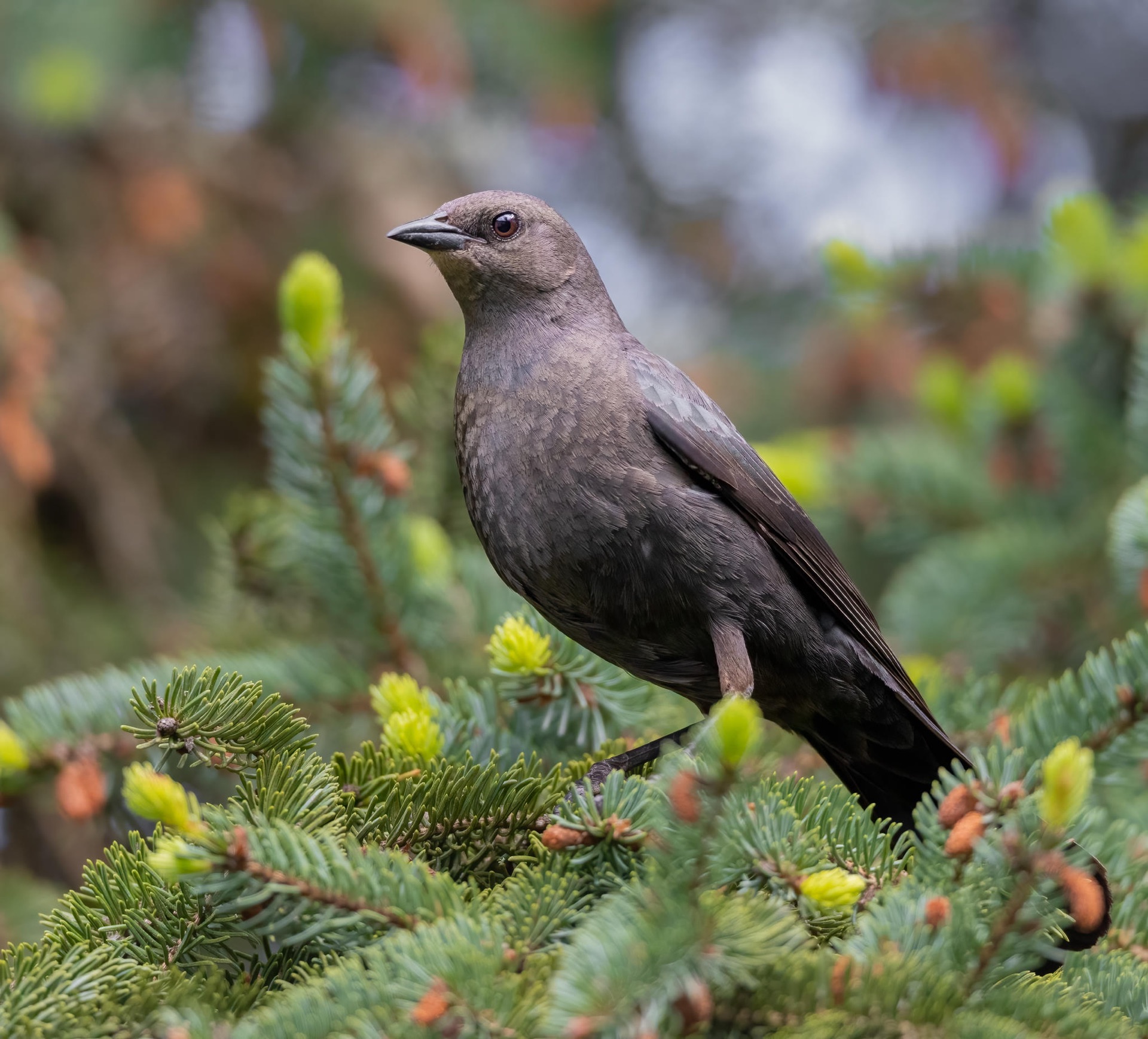 Brewer's Blackbird
