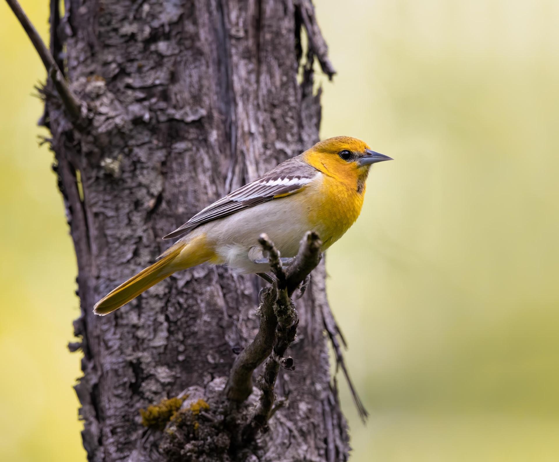 Bullock's Oriole