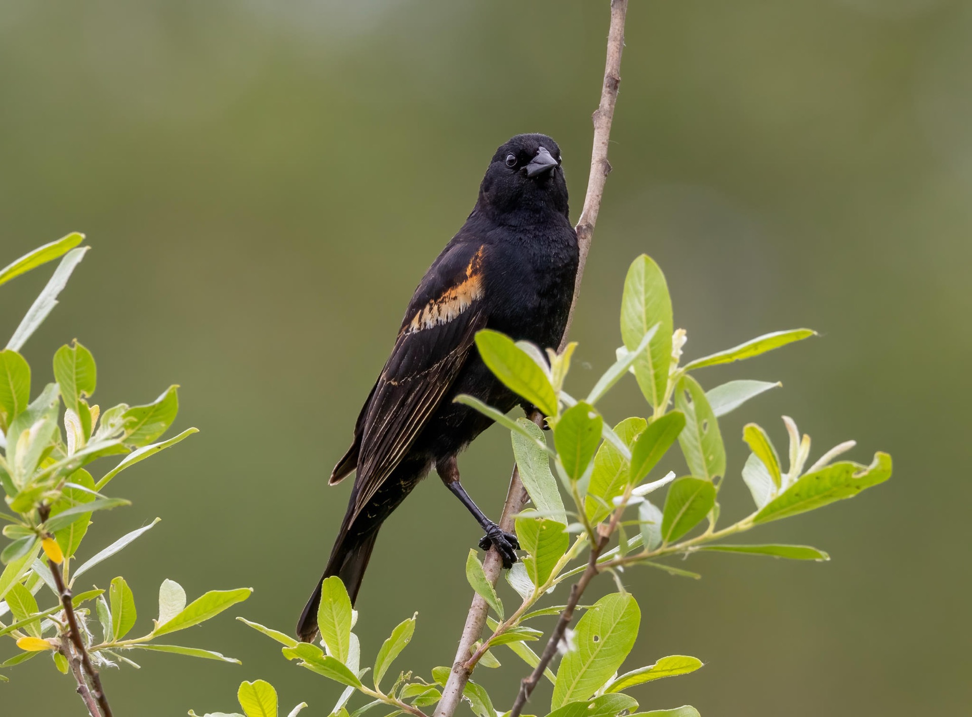 Red-winged Blackbird