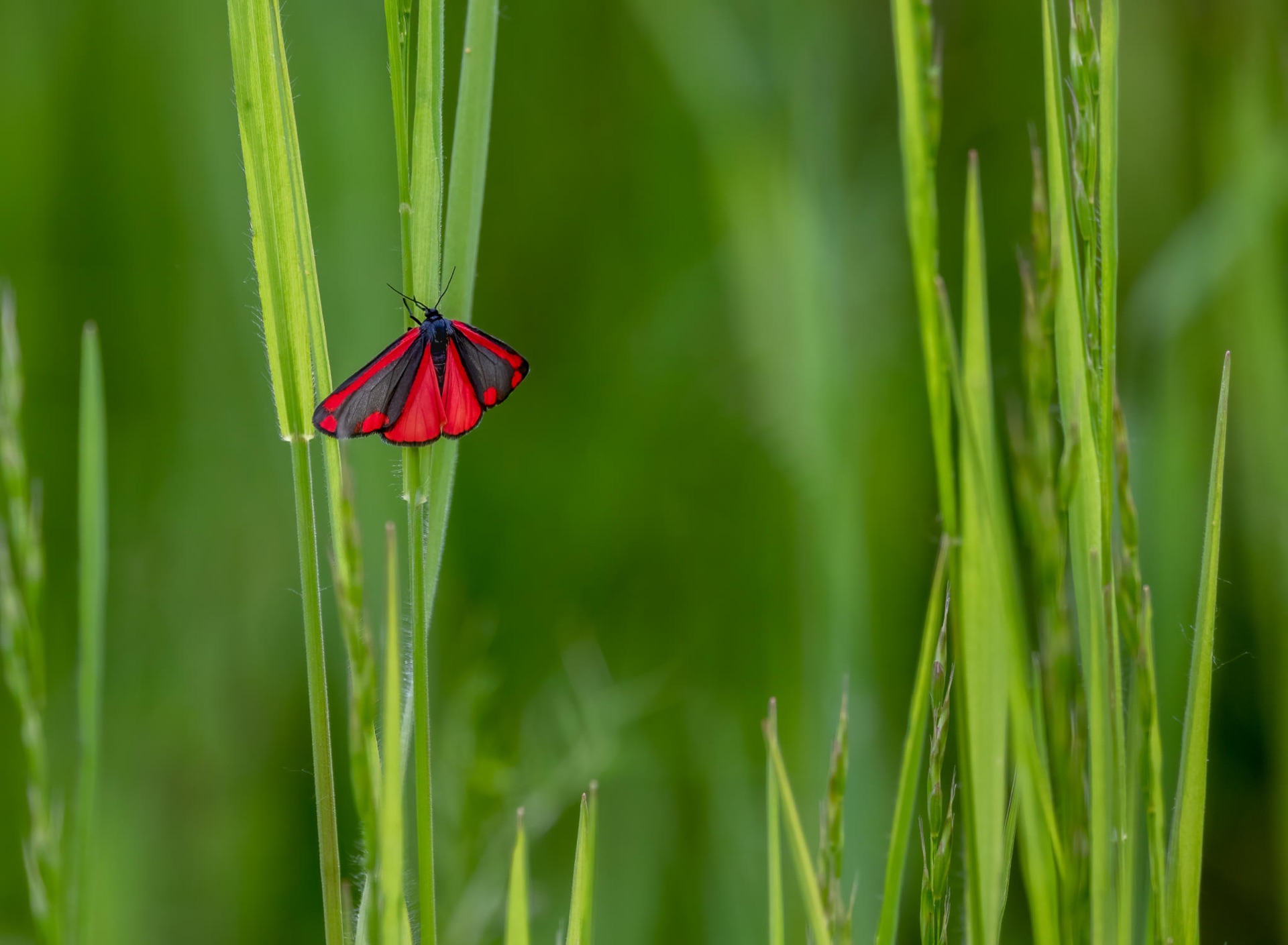 Cinnabar Moth