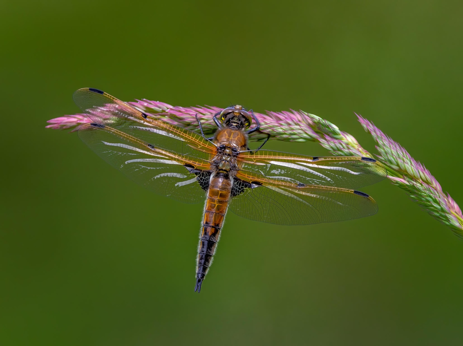 Four-spotted Skimmer