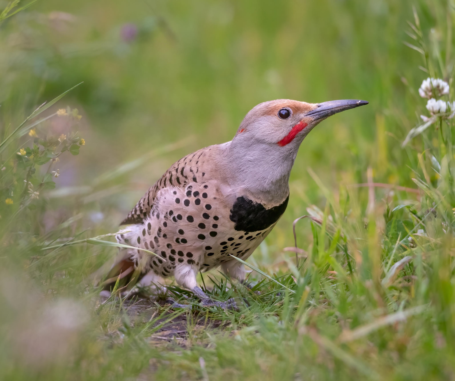 Northern Flicker