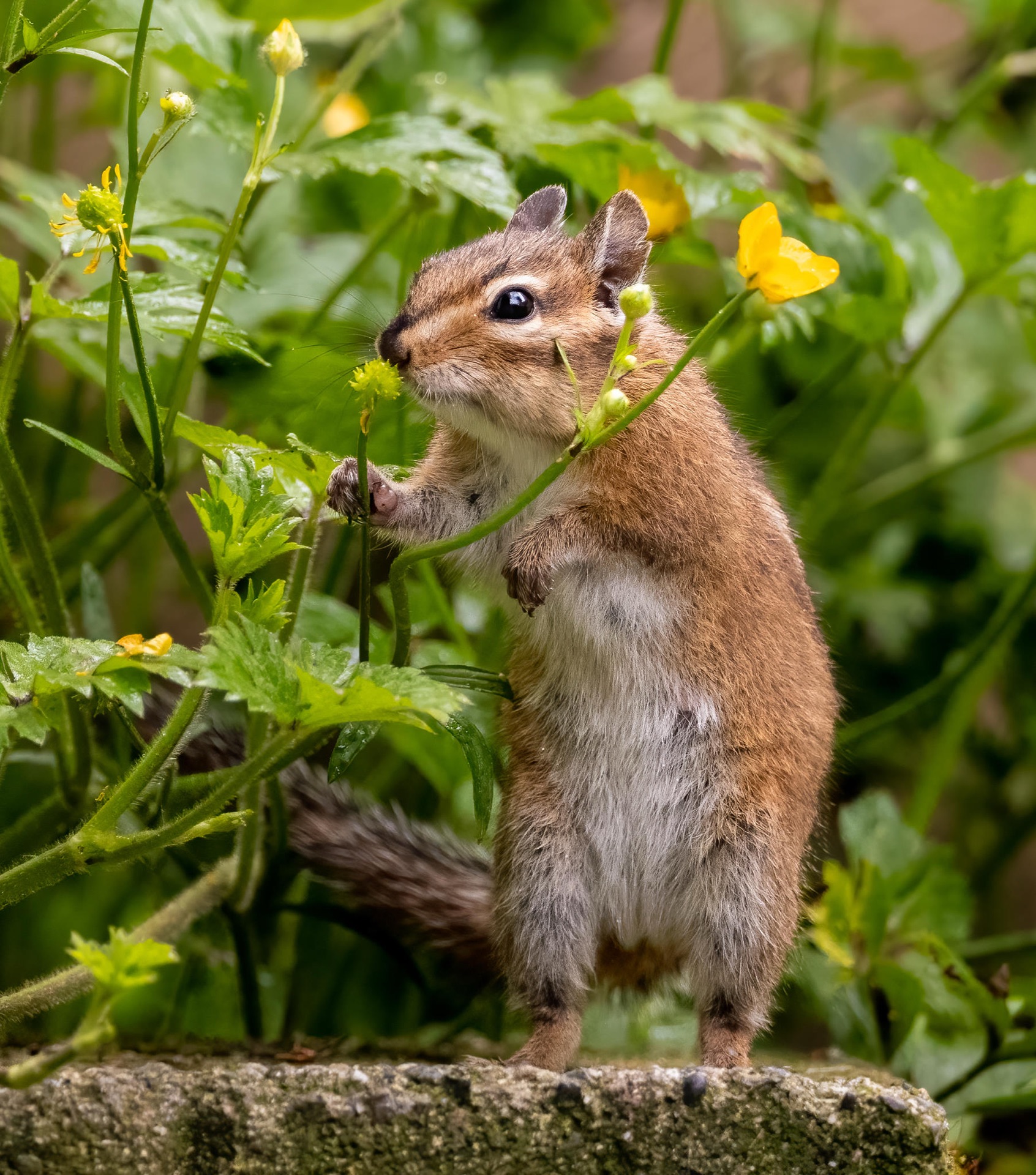 Townsend's Chipmunk