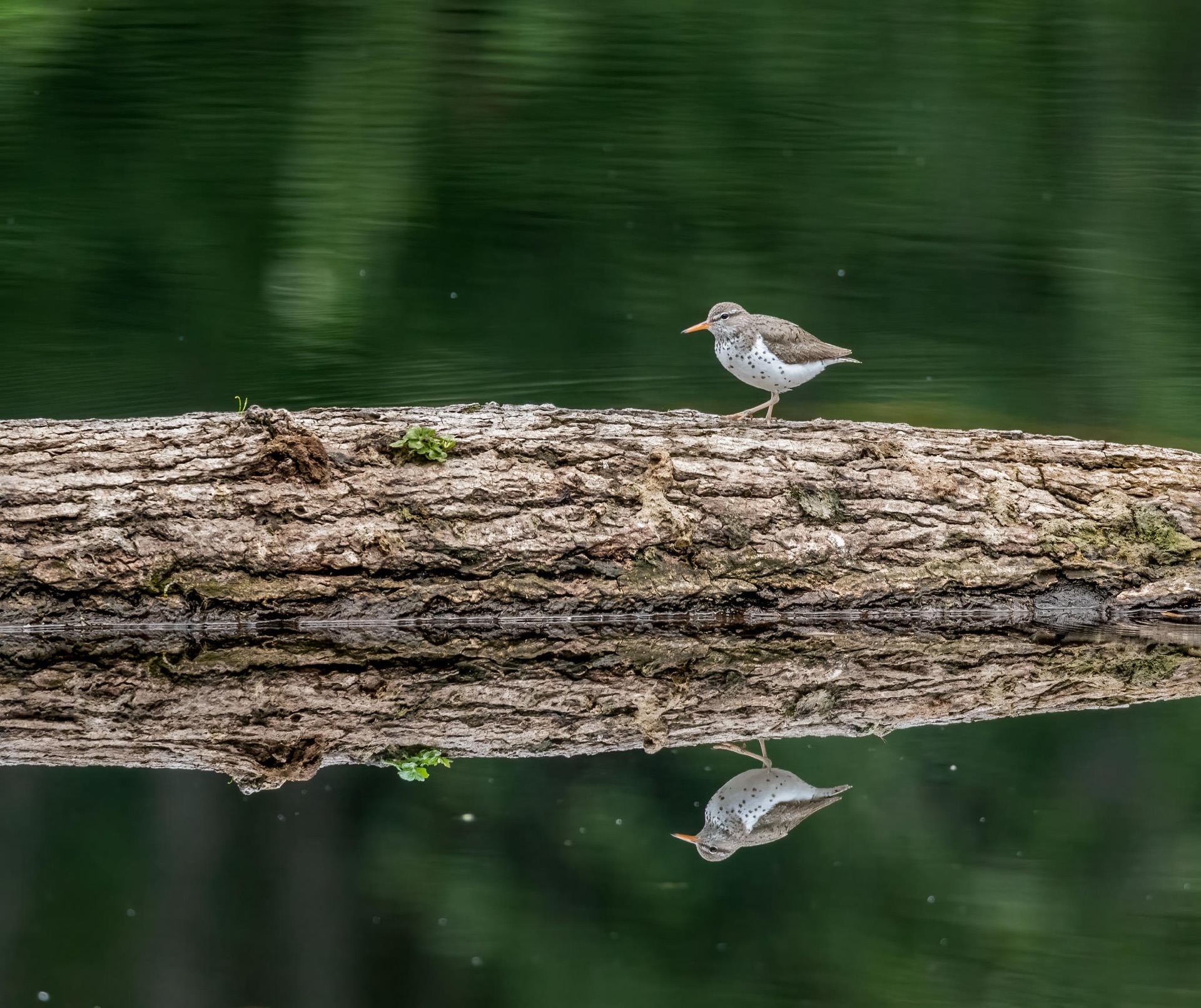 Spotted Sandpiper