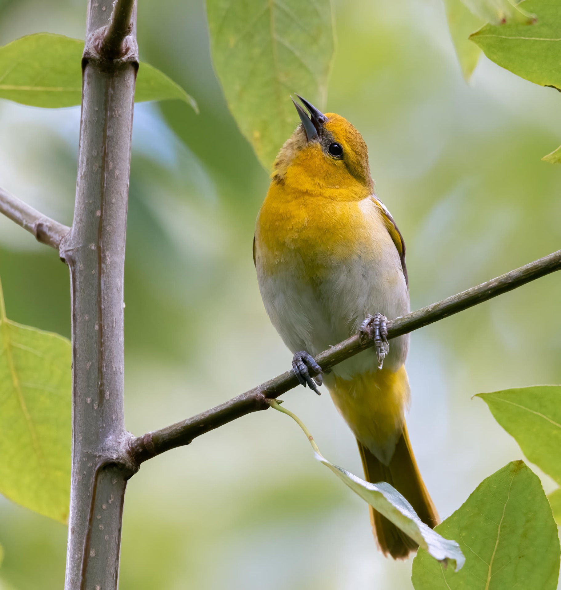 Bullock's Oriole