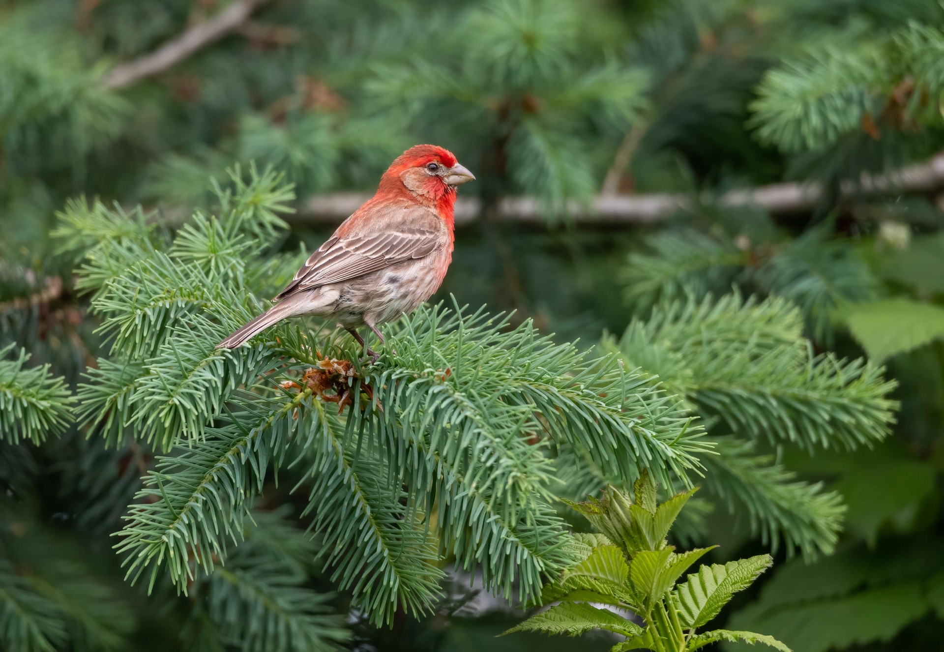 House Finch