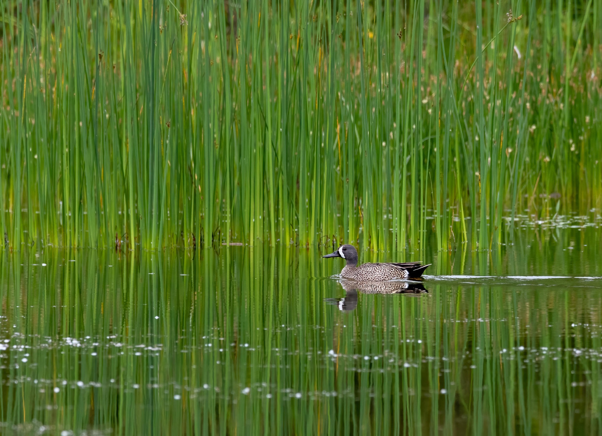 Blue-winged Teal