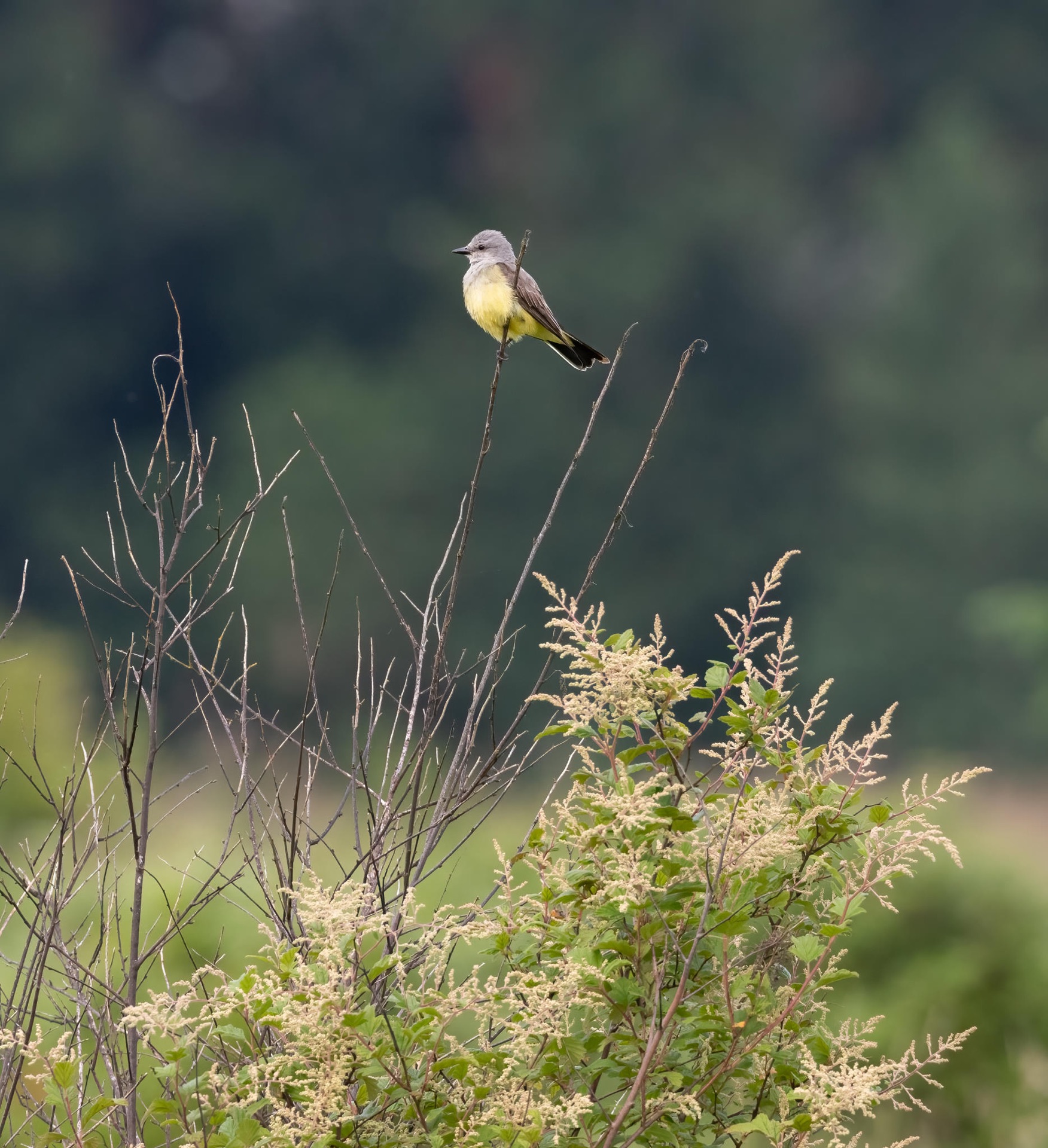 Western Kingbird