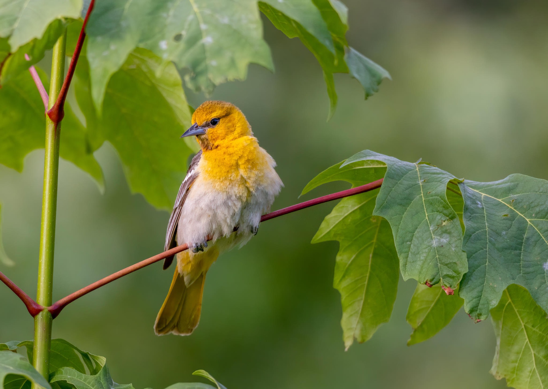 Bullock's Oriole