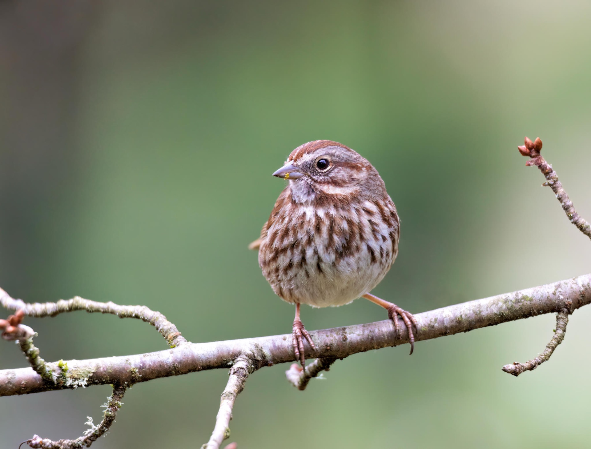 Song Sparrow