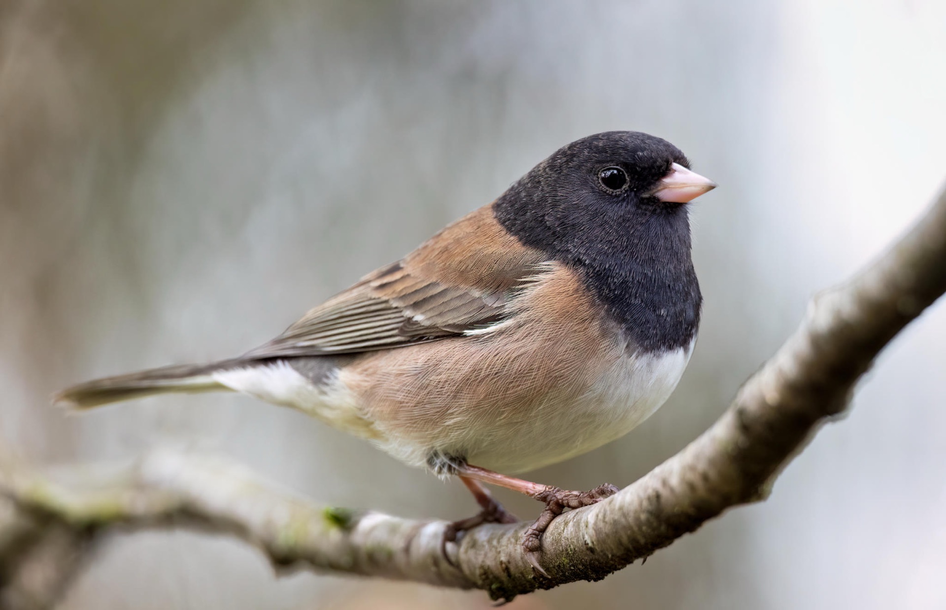 Dark-eyed Junco