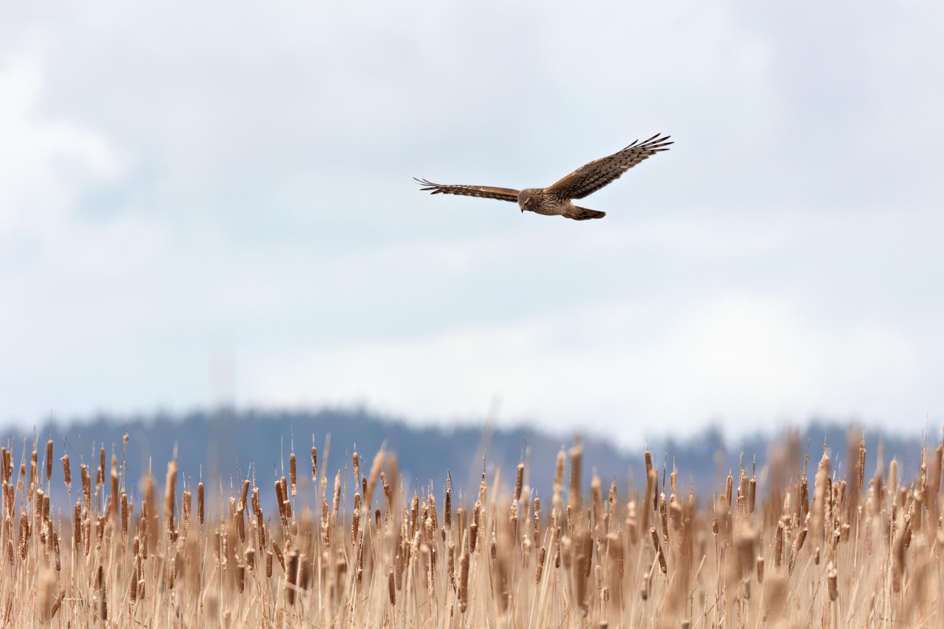 Northern Harrier