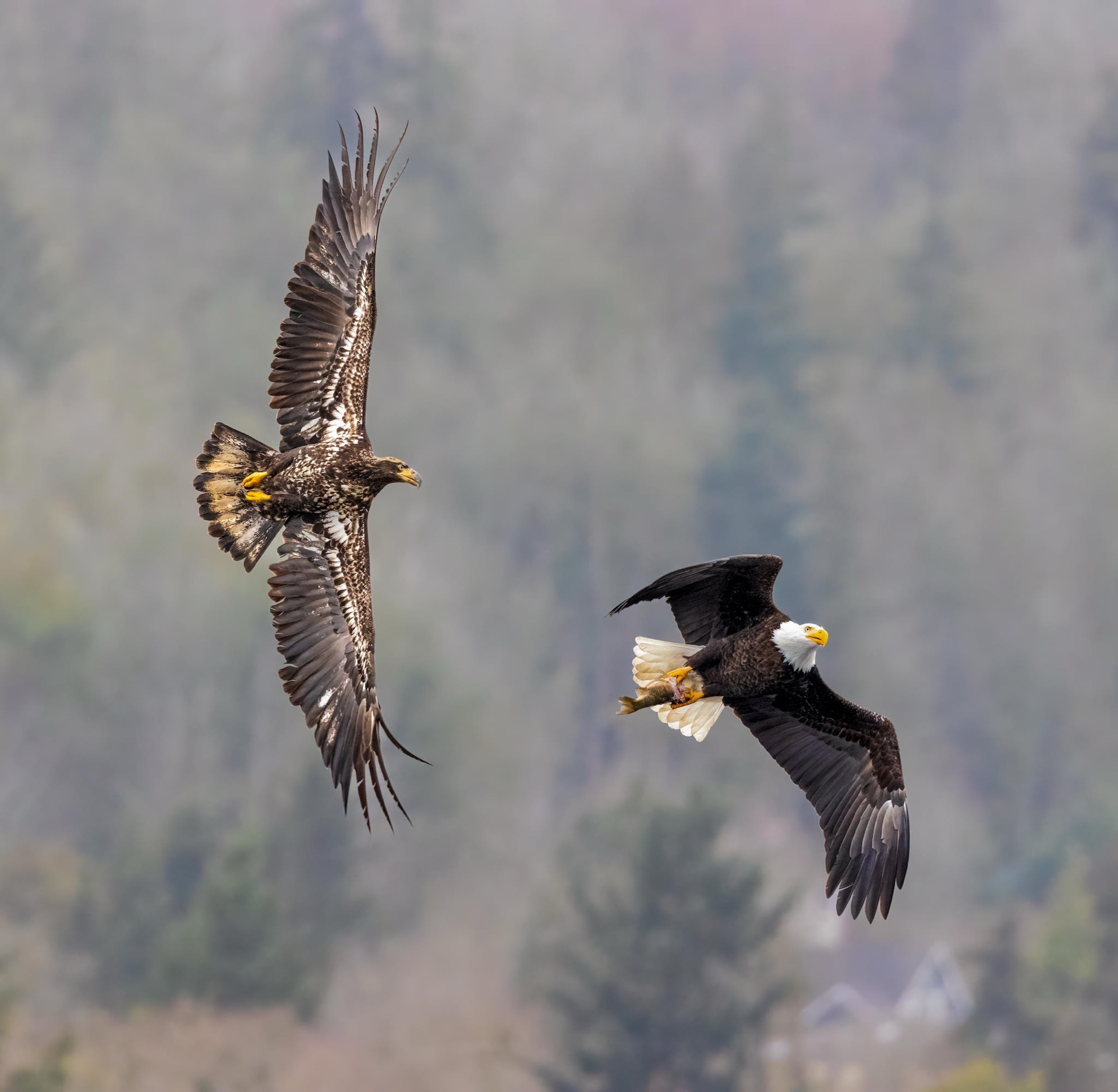 Bald Eagles