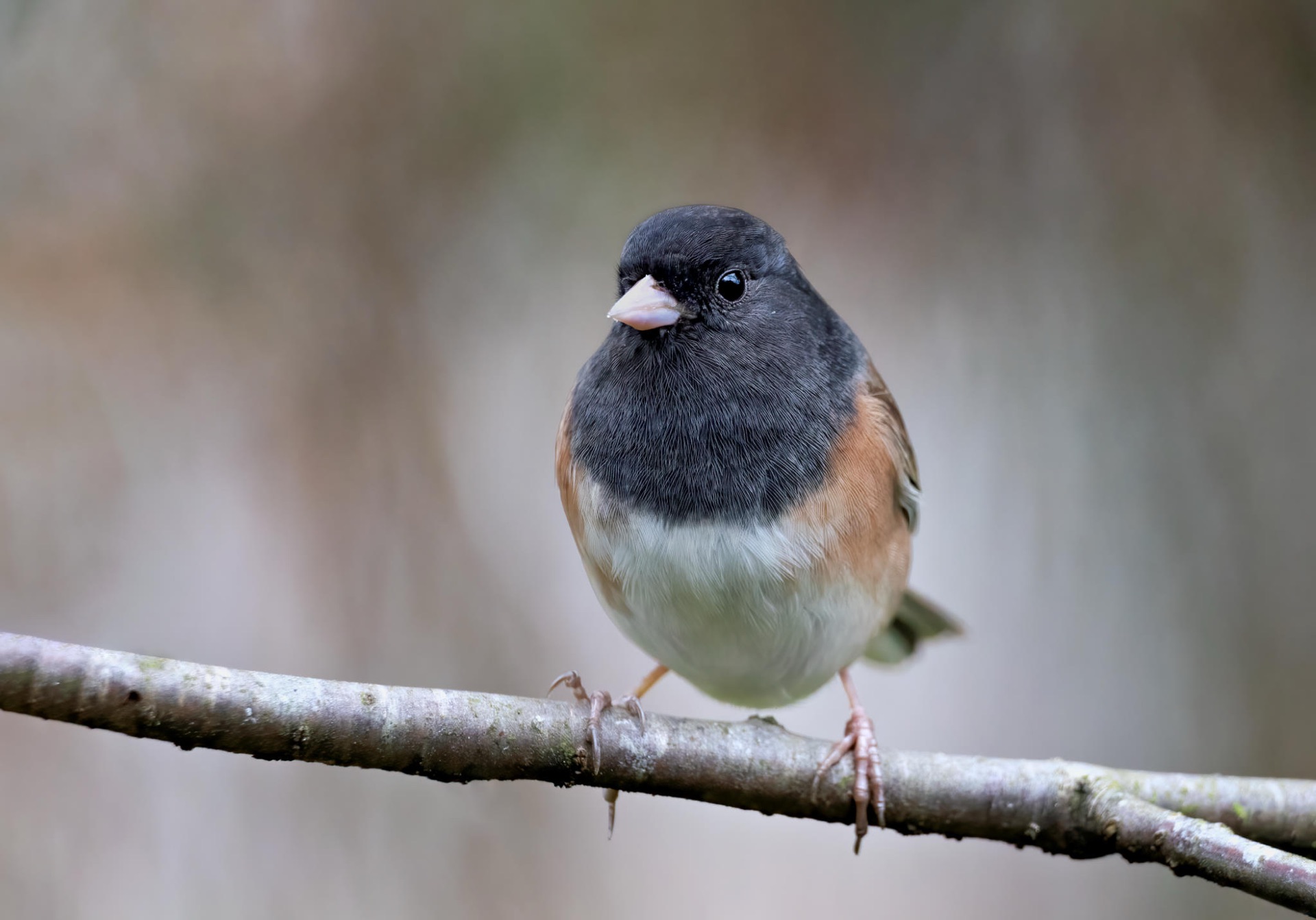 Dark-eyed Junco