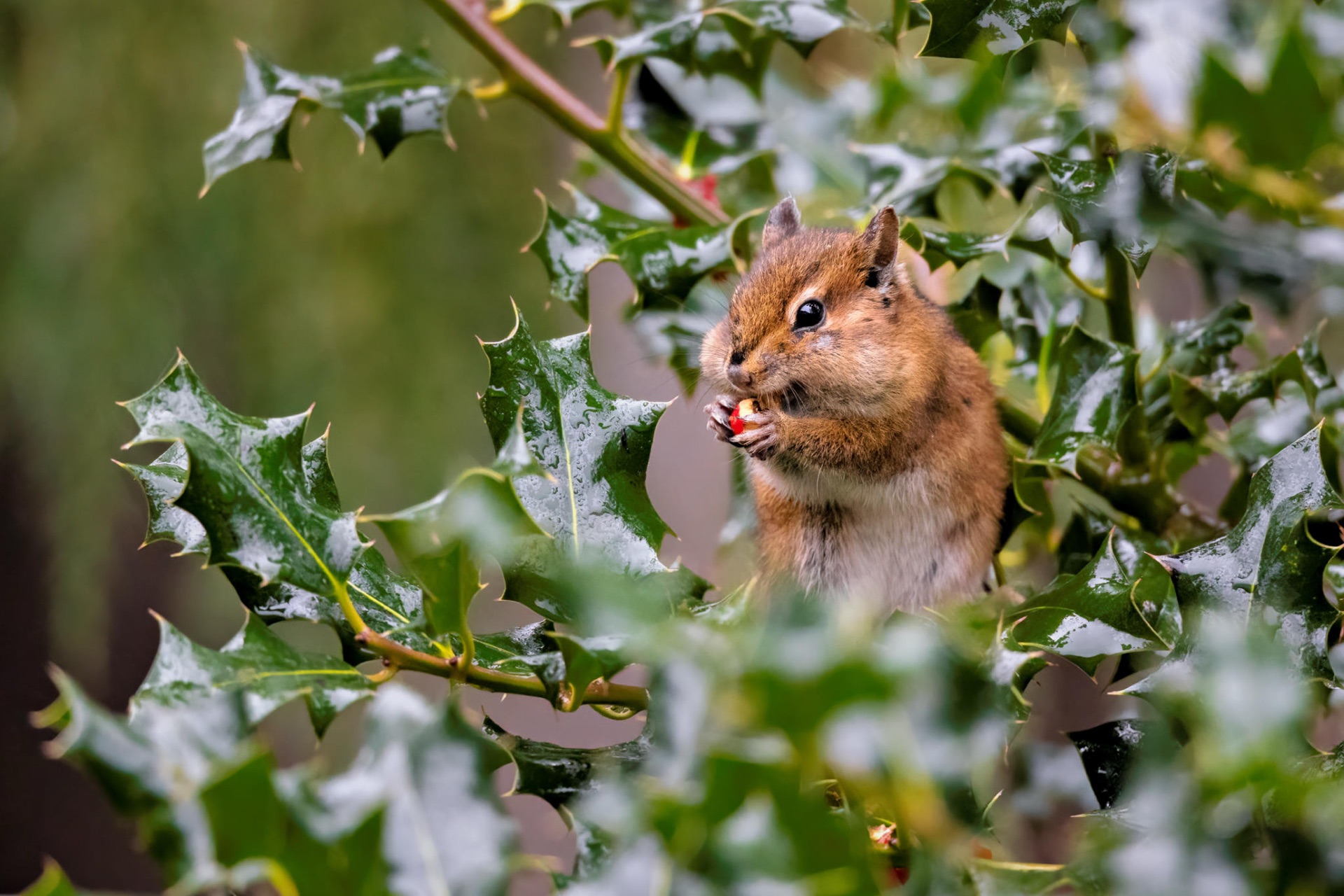 Townsend's Chipmunk