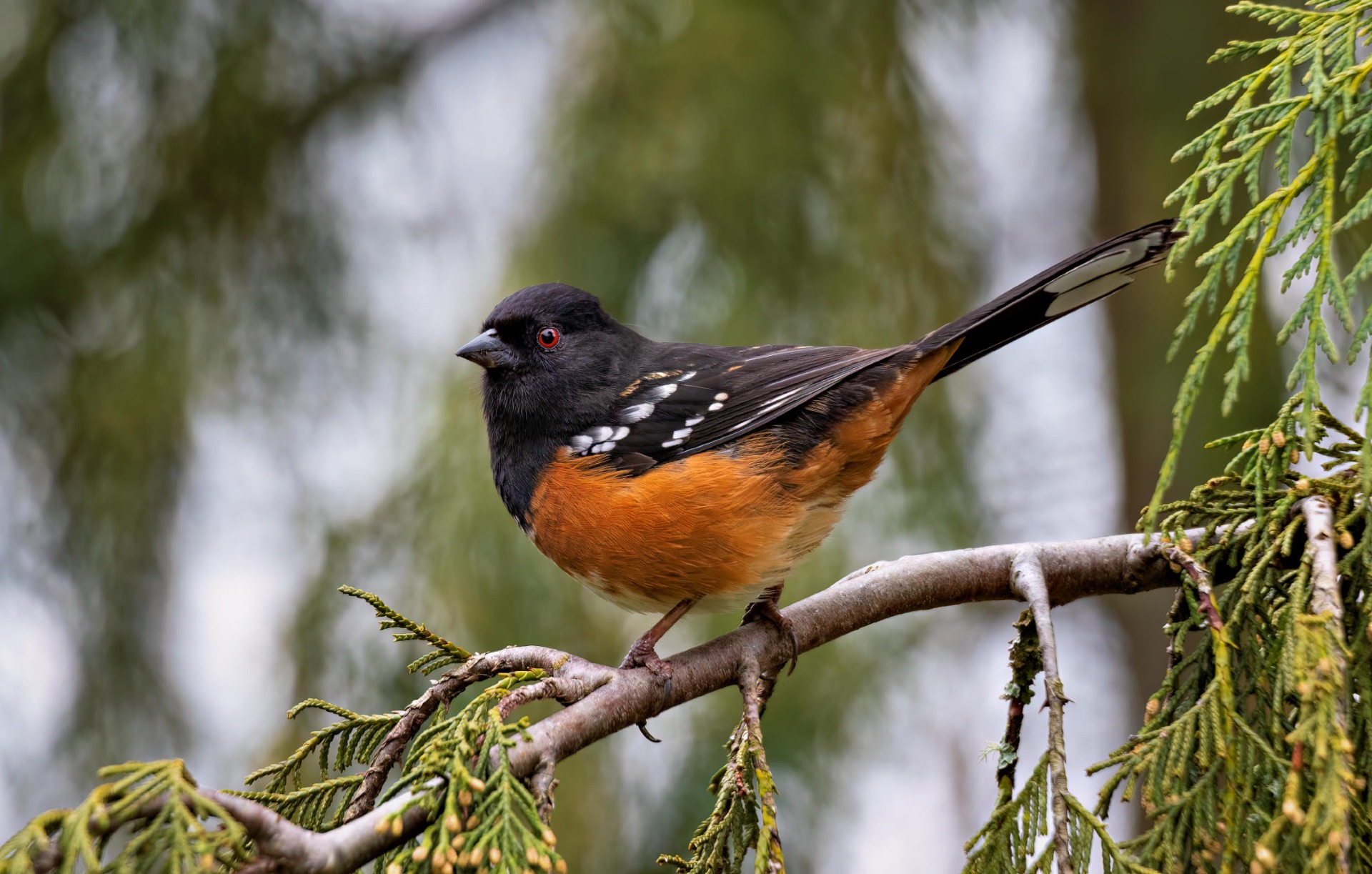 Spotted Towhee