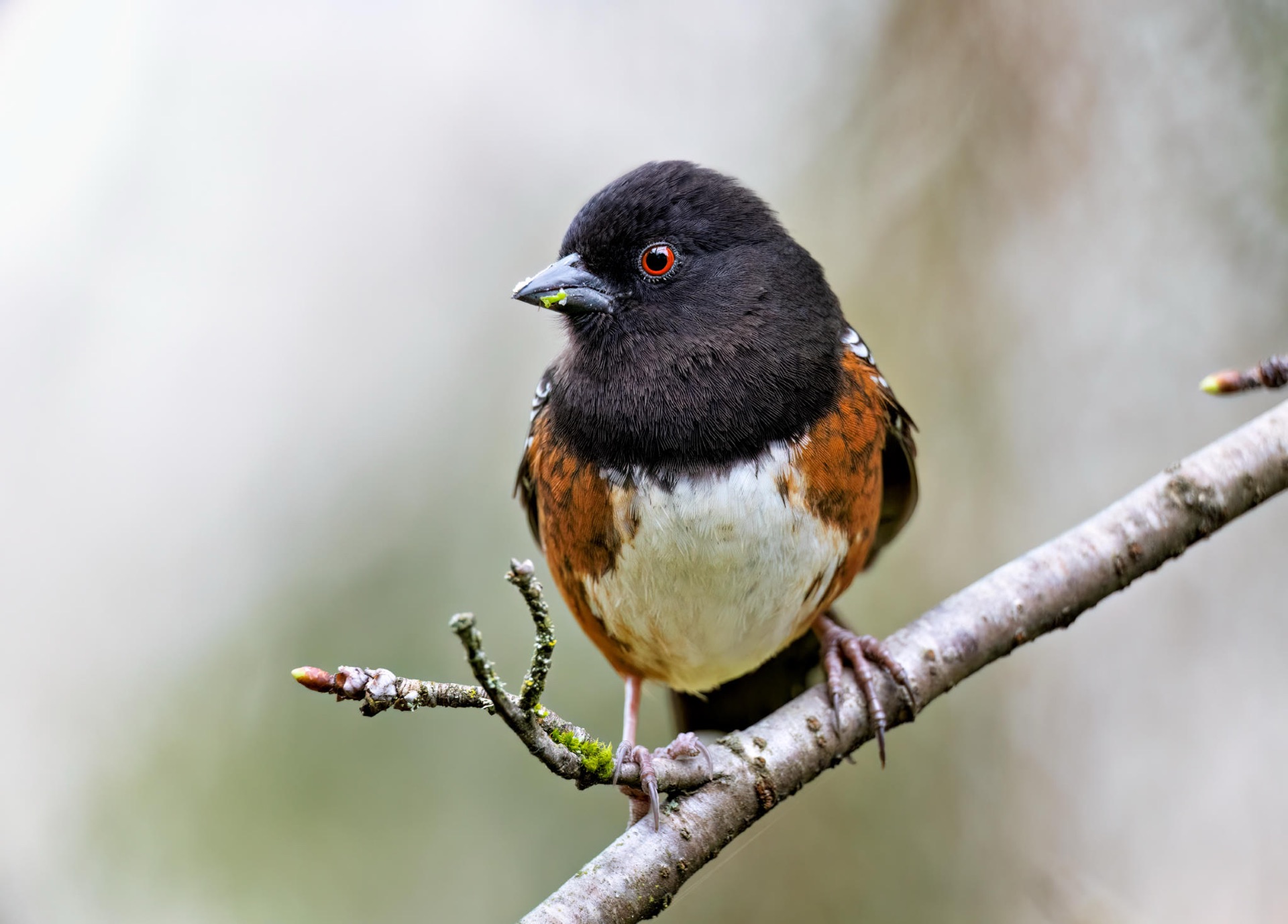 Spotted Towhee