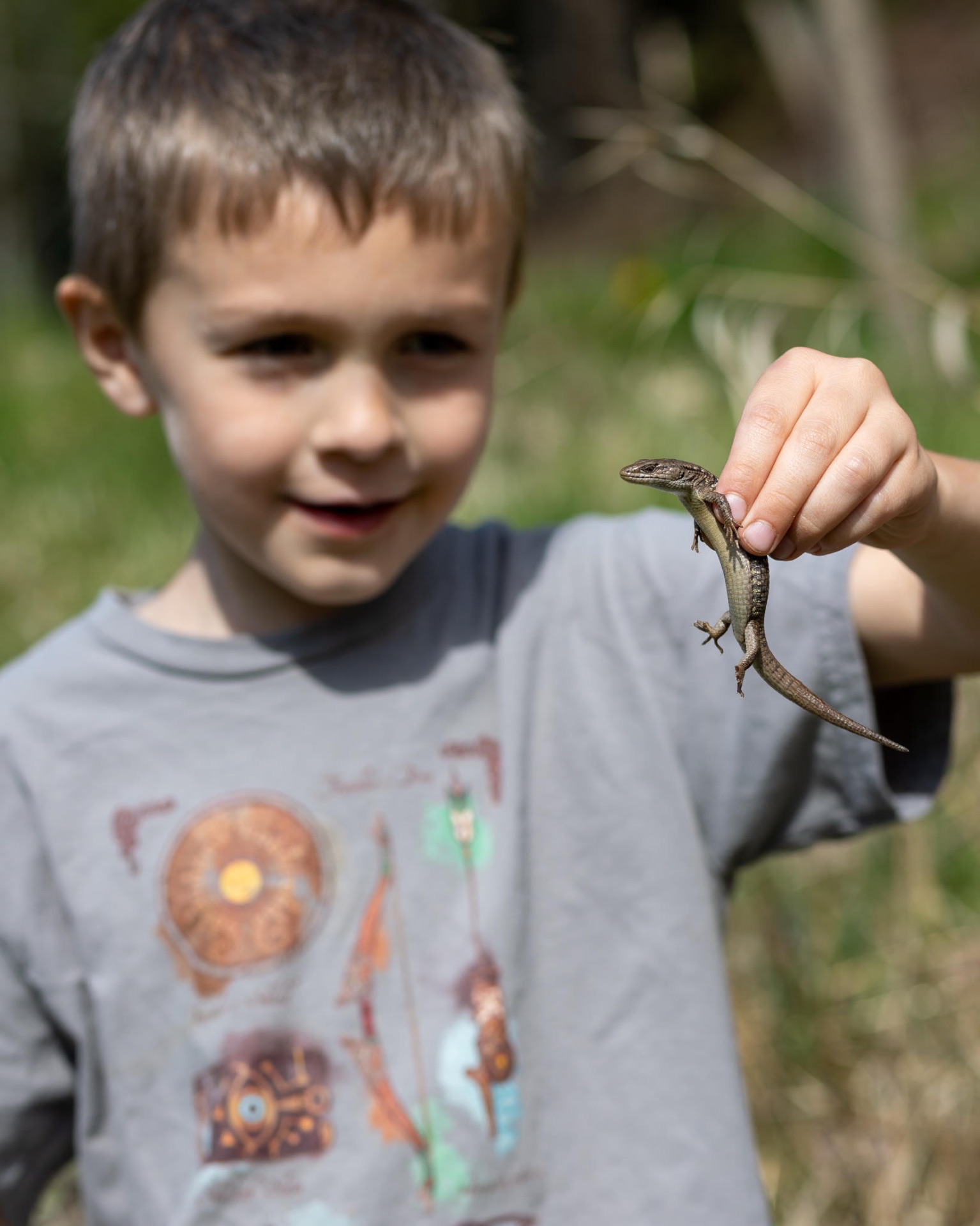 Northern Alligator Lizard