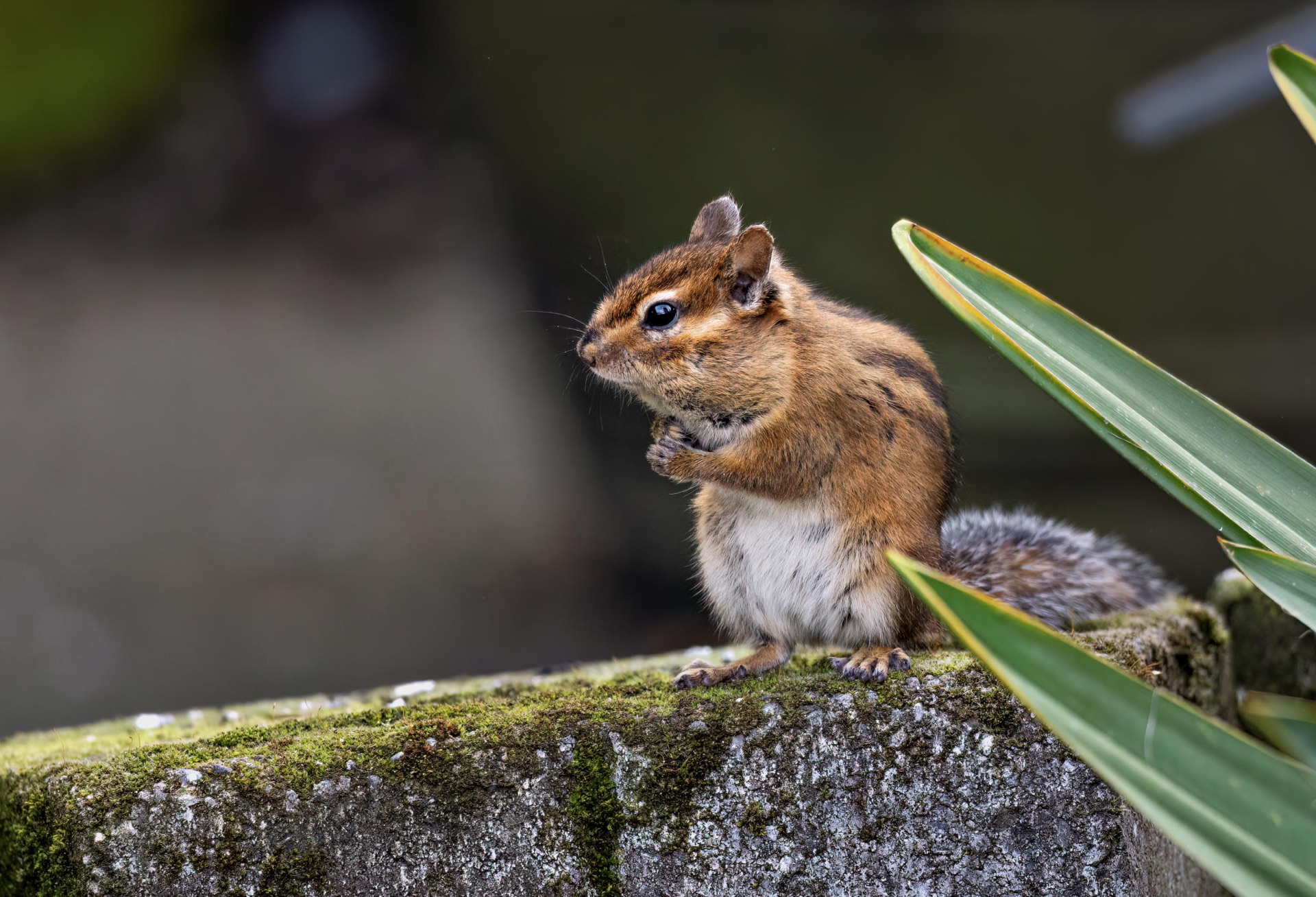 Townsend's Chipmunk