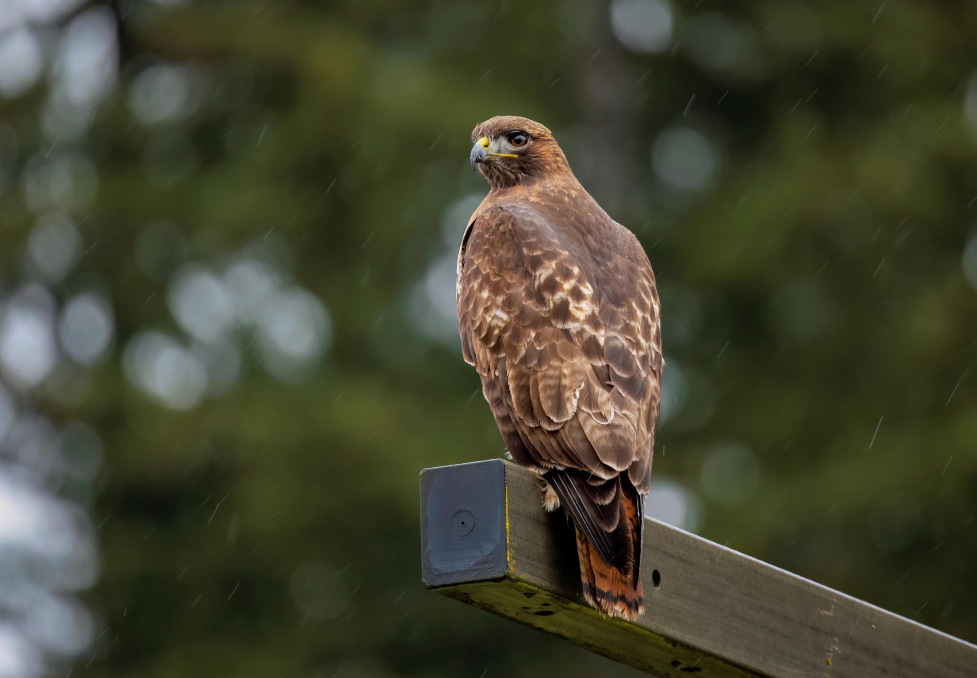 Red-tailed Hawk